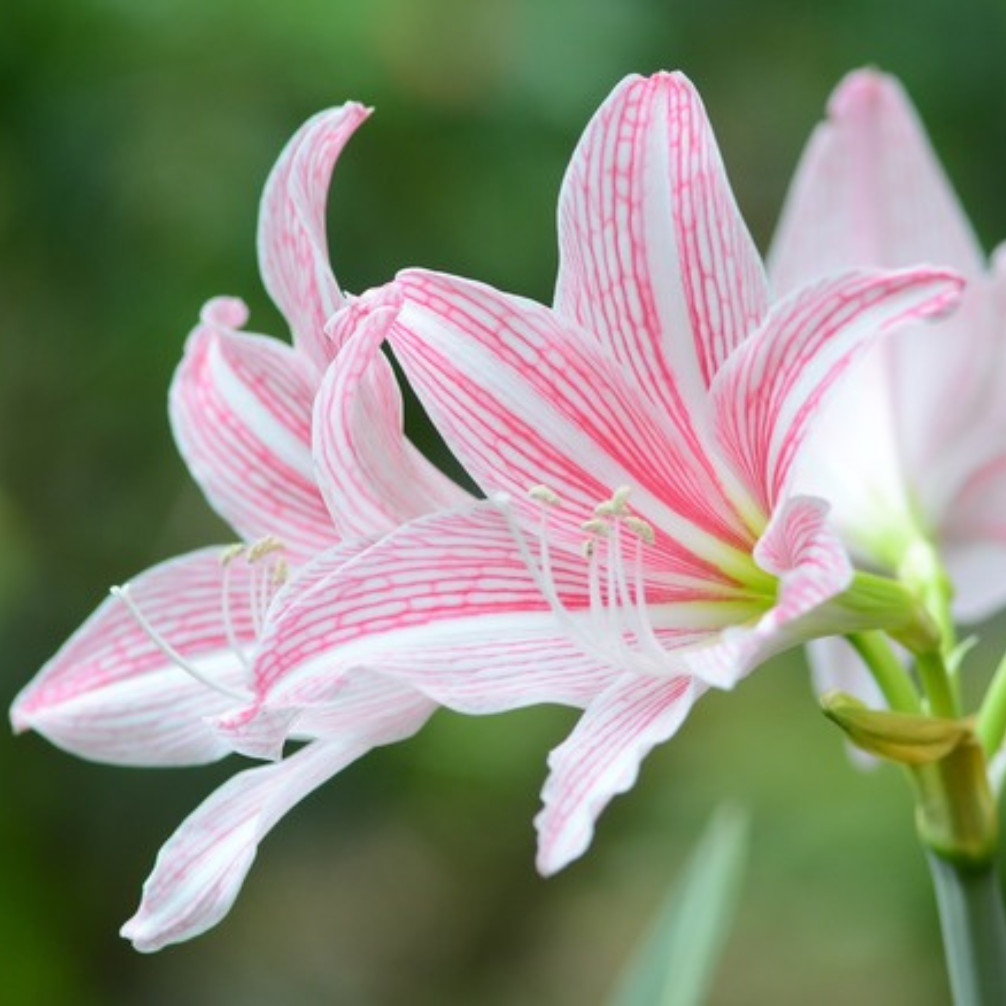 MR Amaryllis Pink (Hippeastrum reticulatum) Flowering Live Plant - view 2