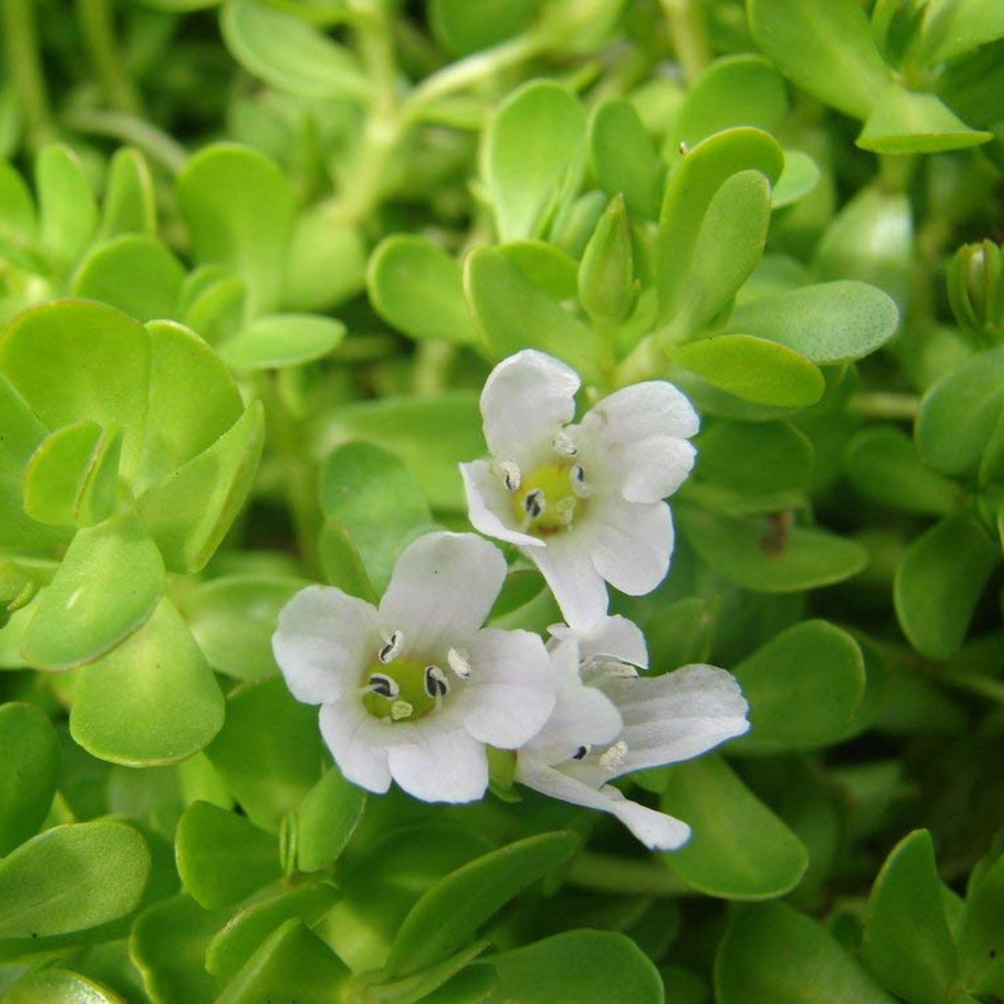 DZ Brahmi / Waterhyssop (Bacopa monnieri) Medicinal Live Plant