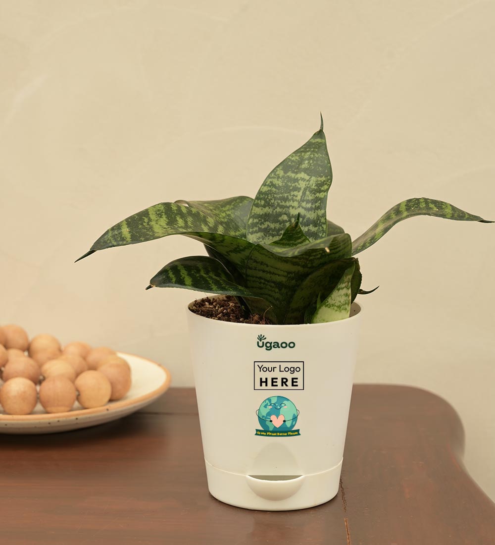 Ugaoo Snake Green Plant For Environment Day Gifting