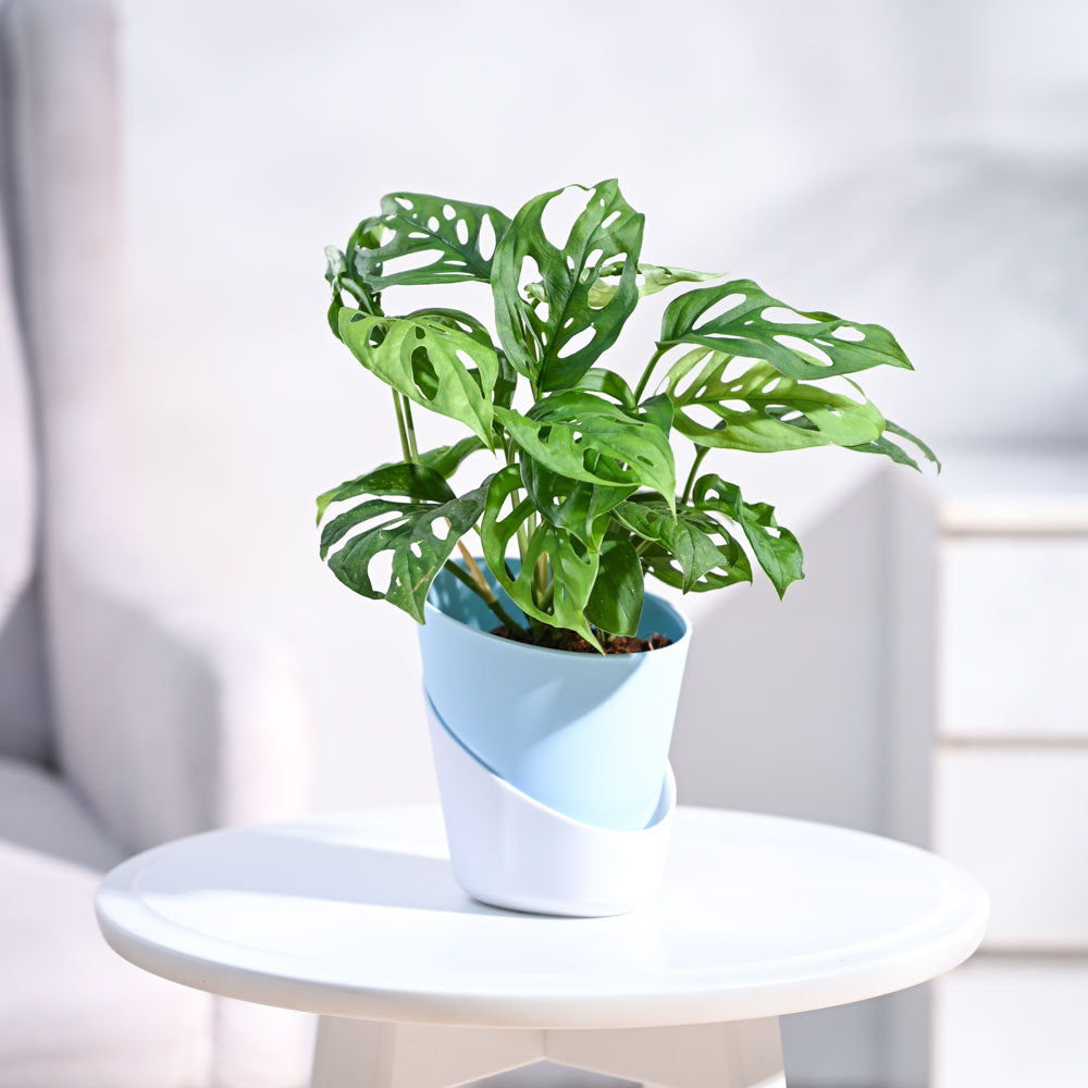 Ugaoo Broken Heart Plant - view 11