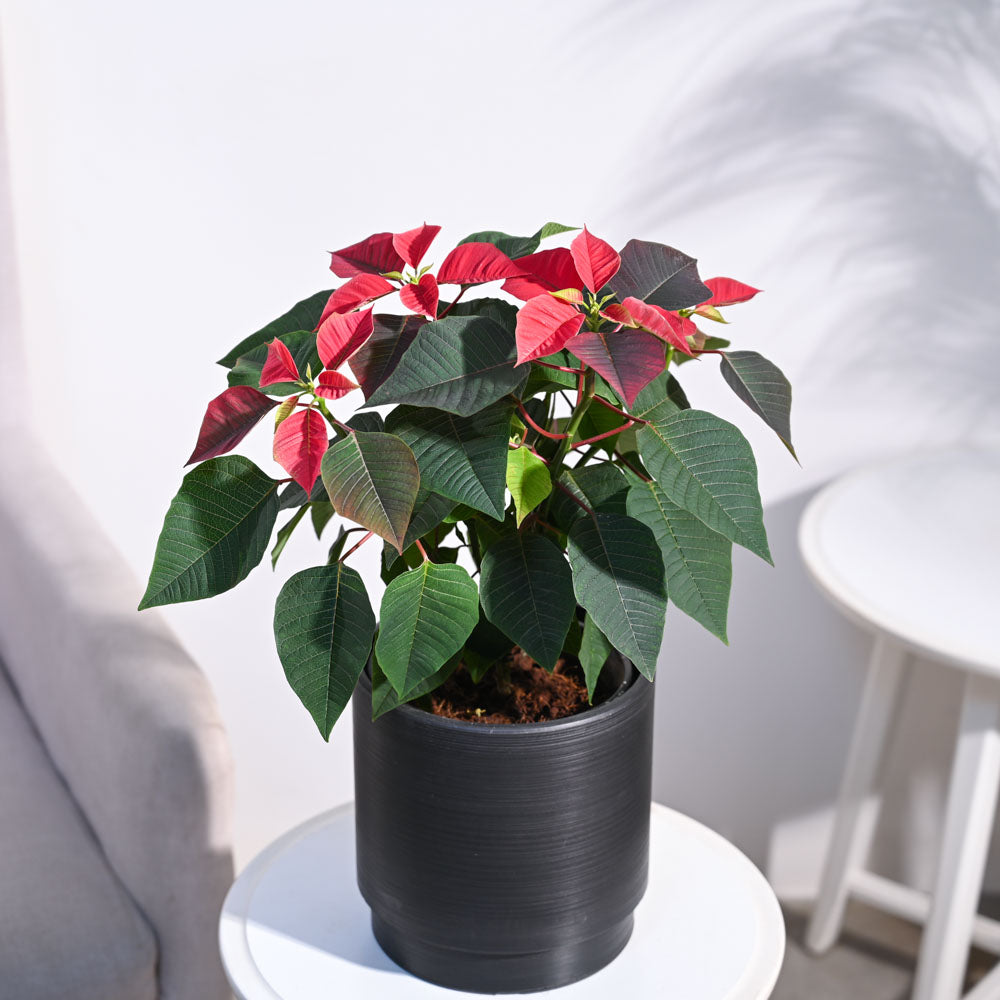 Ugaoo Poinsettia Red Plant with Oslo Planter - view 10