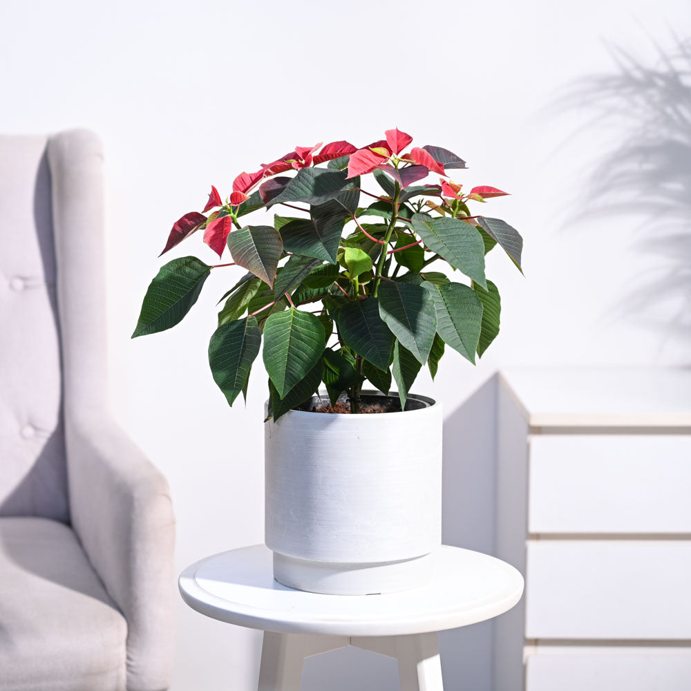 Ugaoo Poinsettia Red Plant with Oslo Planter - view 11