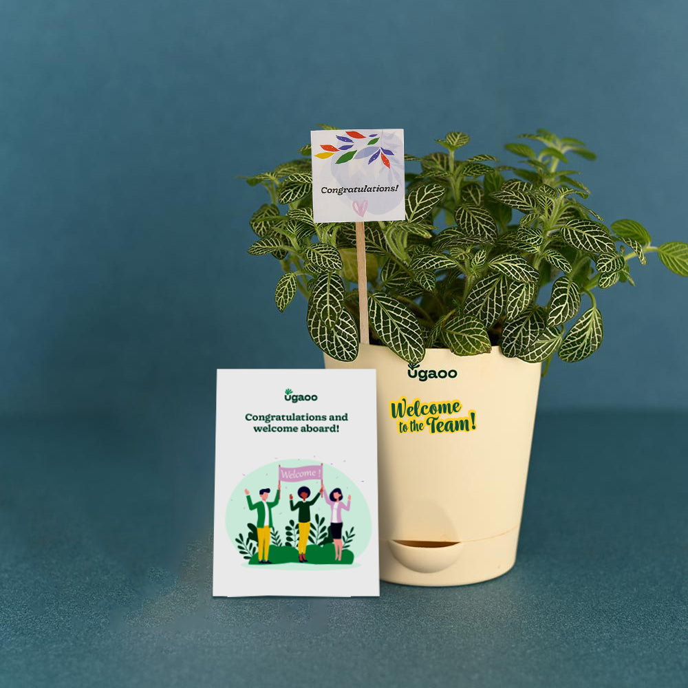 Ugaoo Plant Enviro Bag For Welcoming New Employee - view 2
