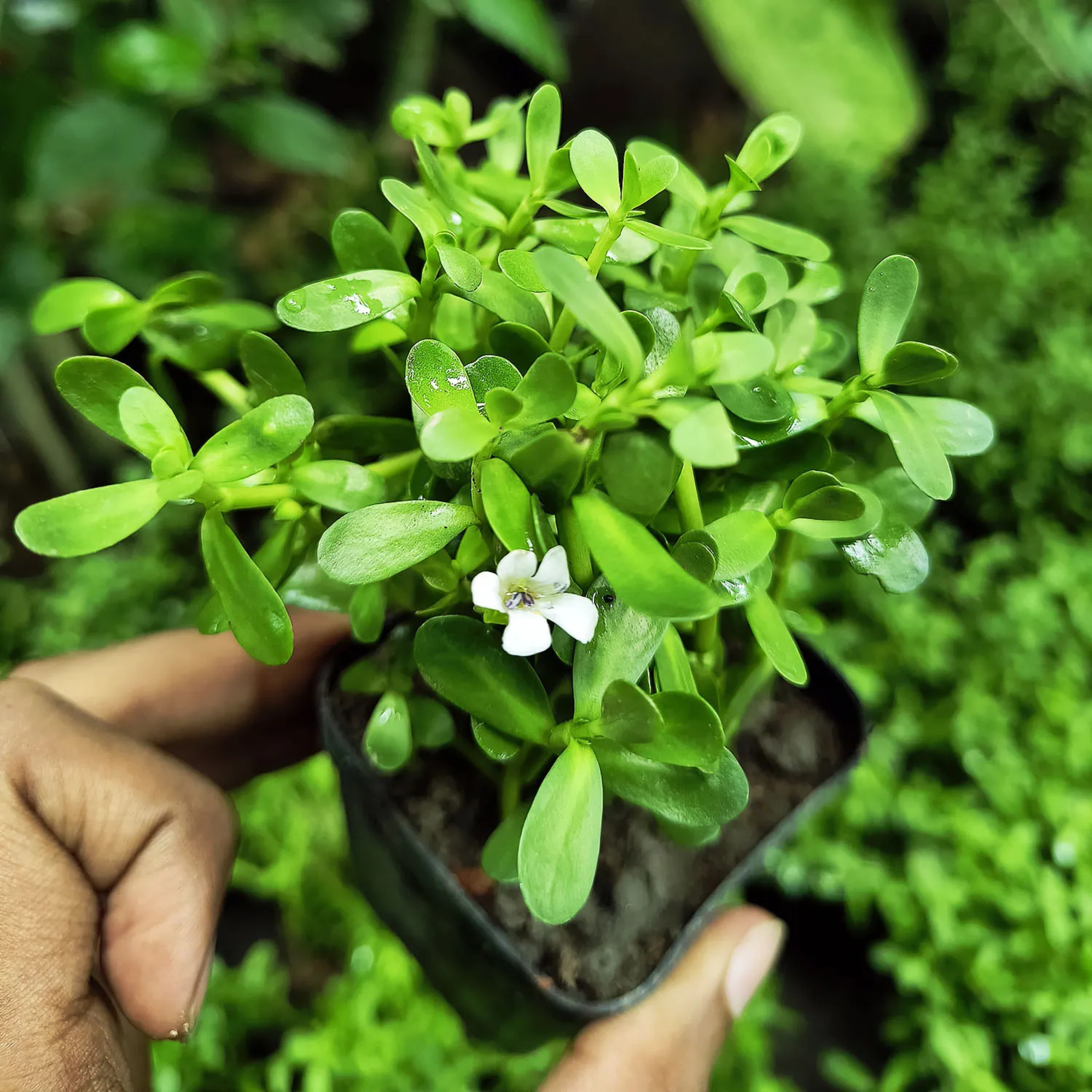 DZ Brahmi / Waterhyssop (Bacopa monnieri) Medicinal Live Plant - view 2