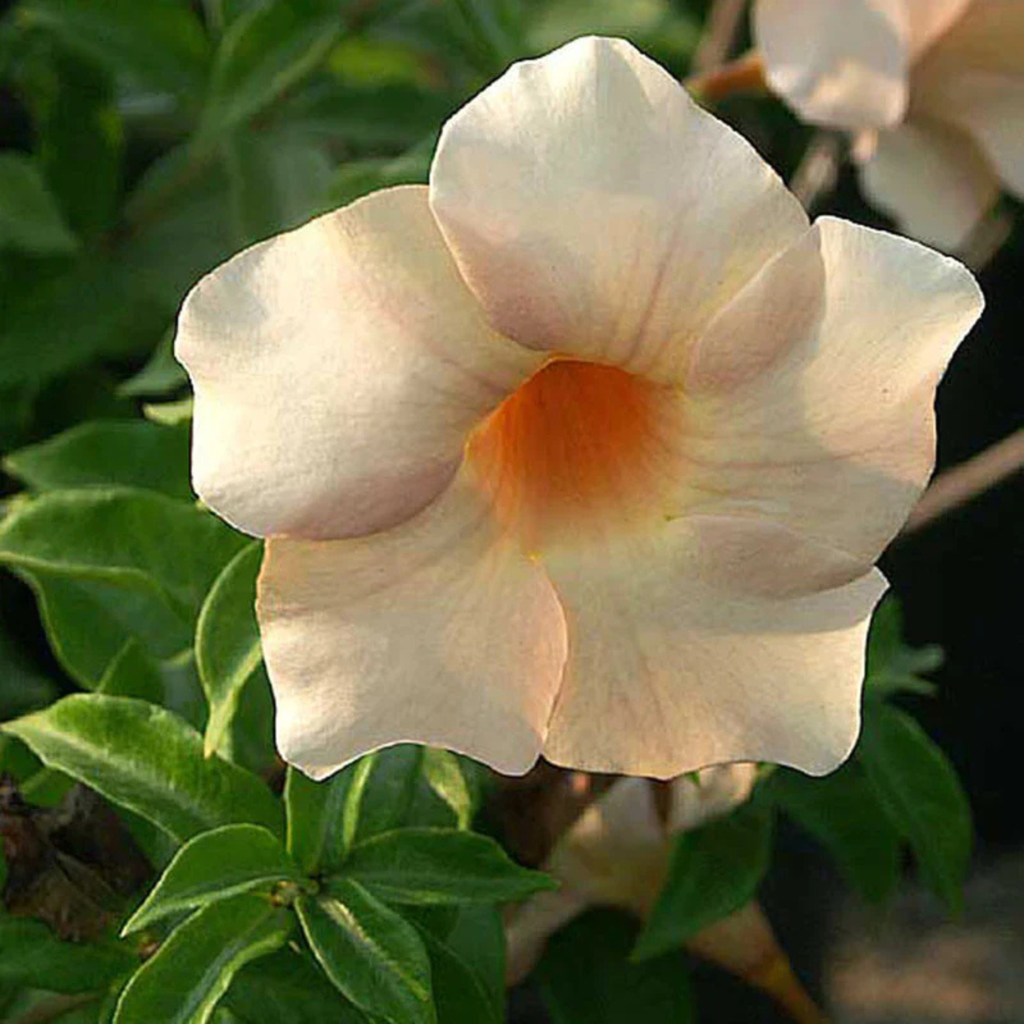 MR Allamanda Flowering Plants Combo - view 5