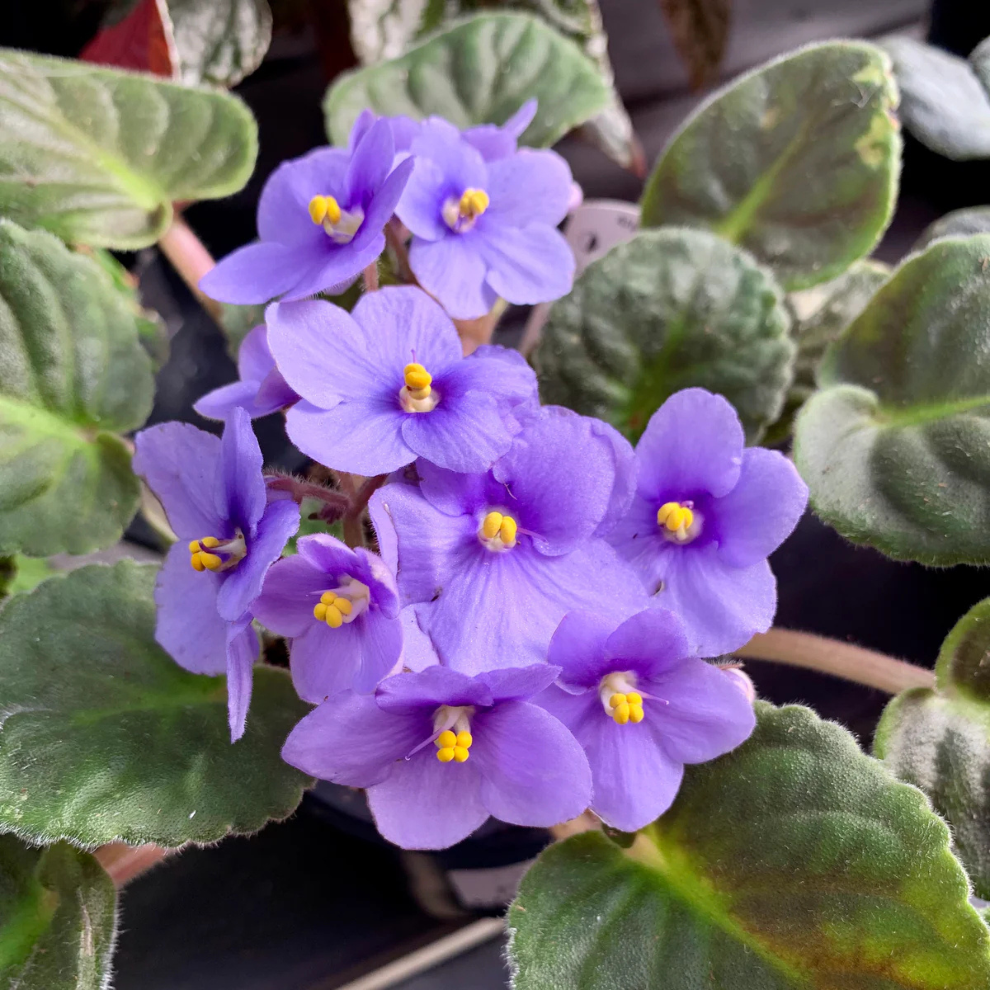 DZ African Violet Lavender Indoor Flowering Live Plant - view 2