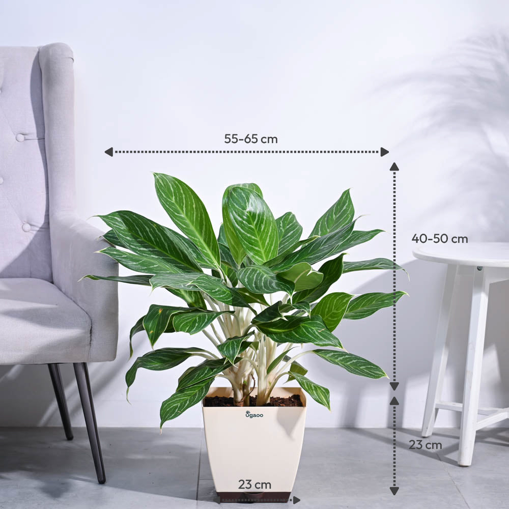 Ugaoo Aglaonema Stripes Plant - XL - view 3