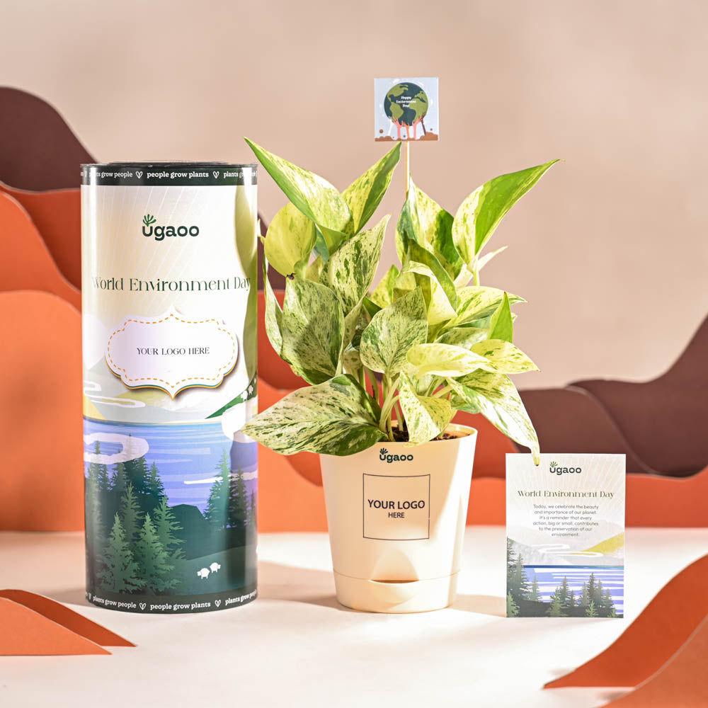 Ugaoo Money Plant Marble For Environment Day Gifting