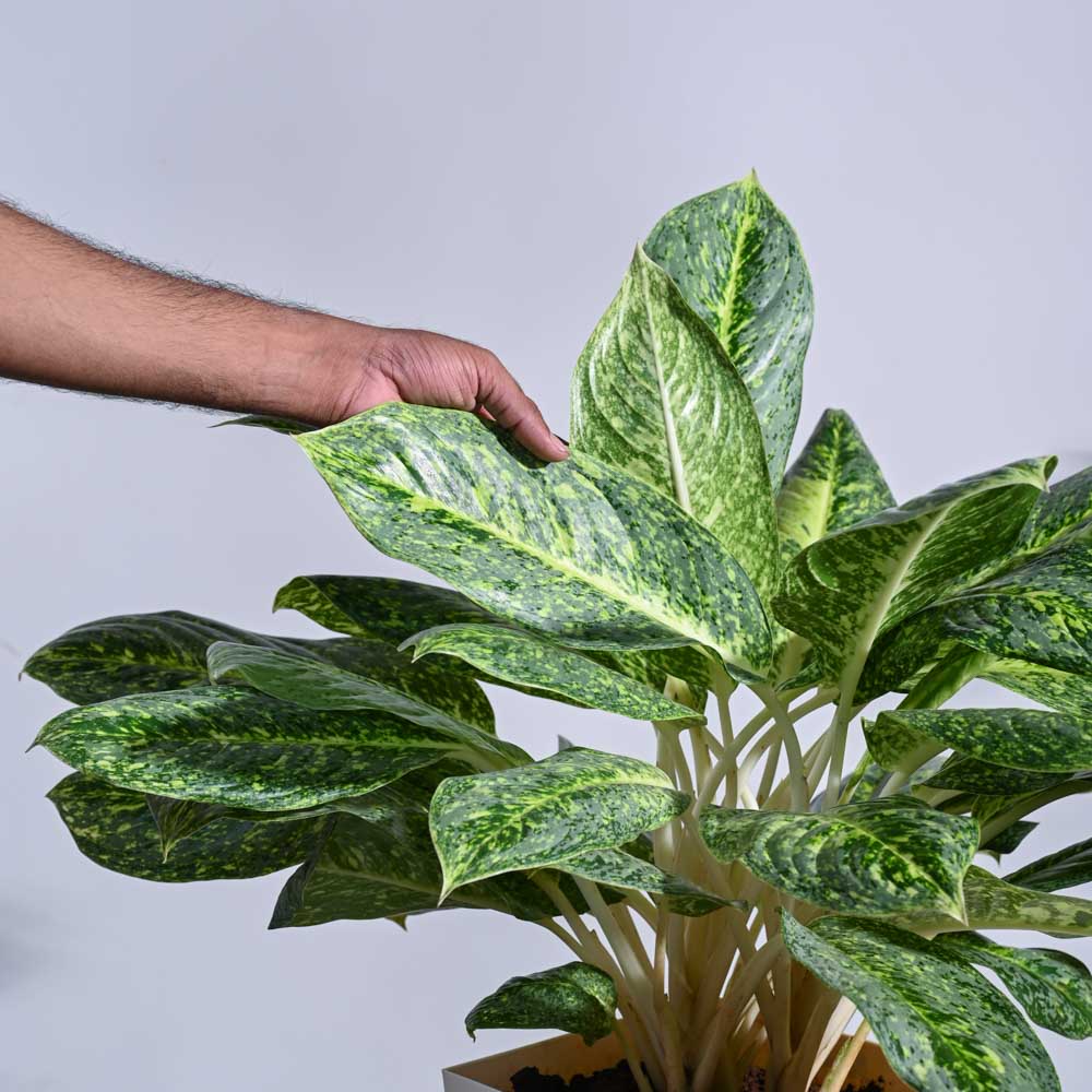 Ugaoo Aglaonema Butterfly Plant - XL - view 5