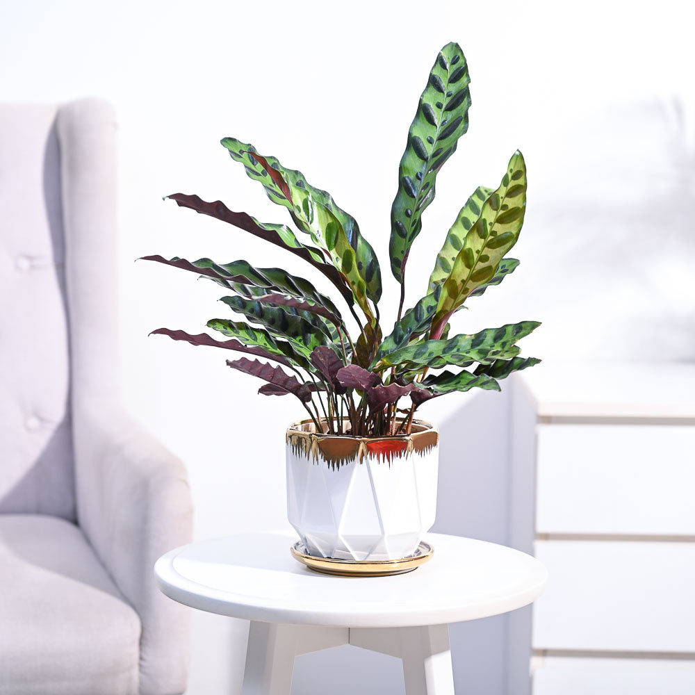 Ugaoo Calathea Rattlesnake Plant - view 112
