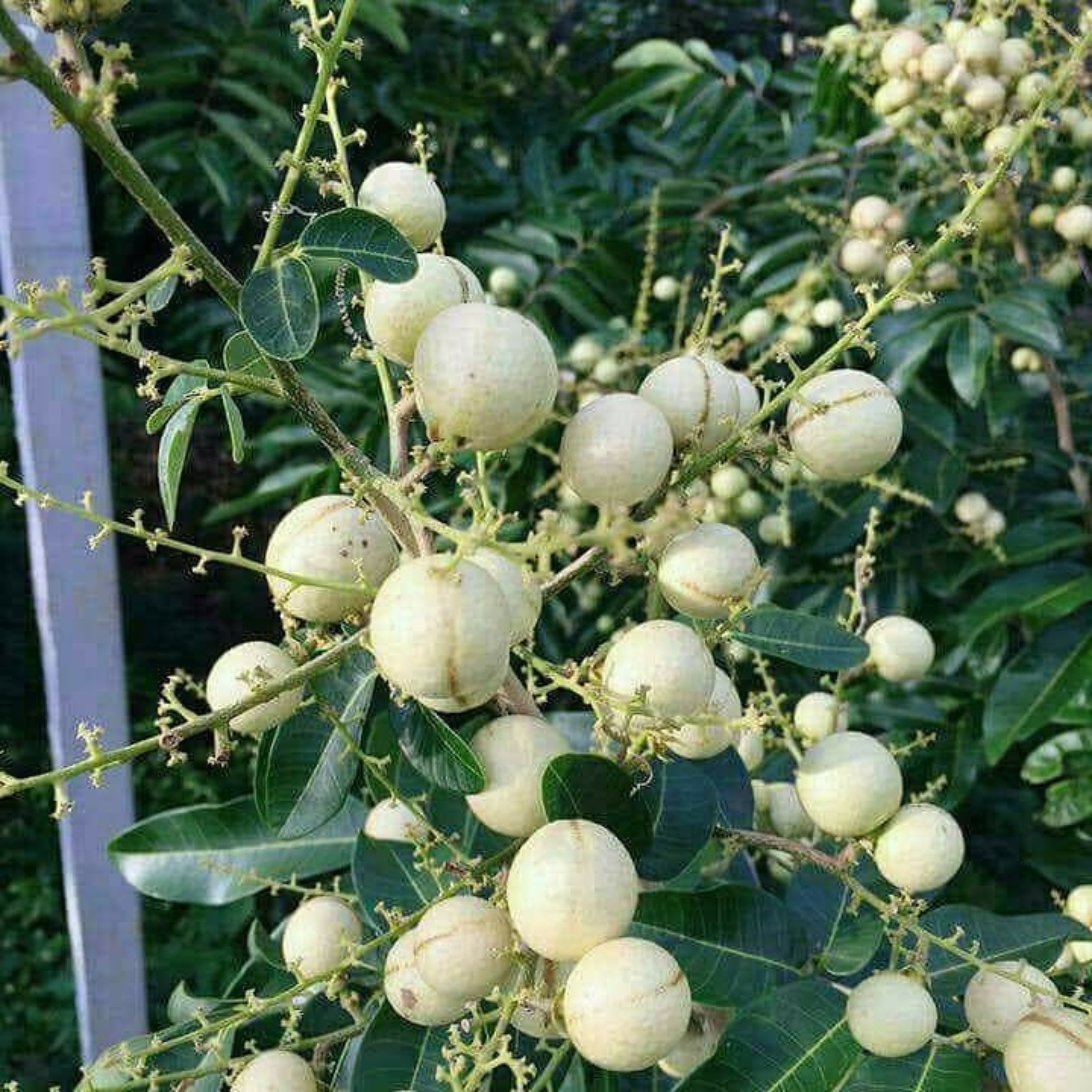 VL White Longan (Dimocarpus longan) Live Plant - view 3