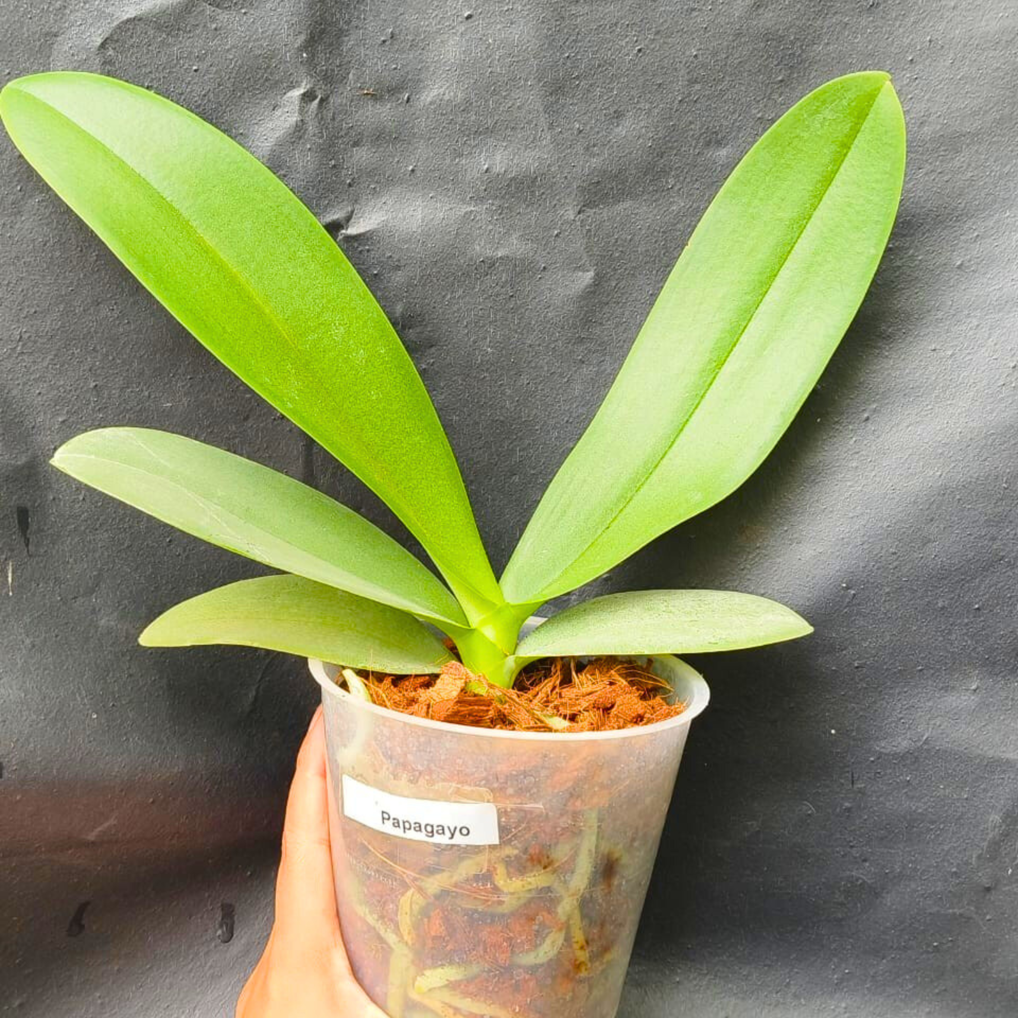 DZ Phalaenopsis Papagayo - Blooming Size - view 2