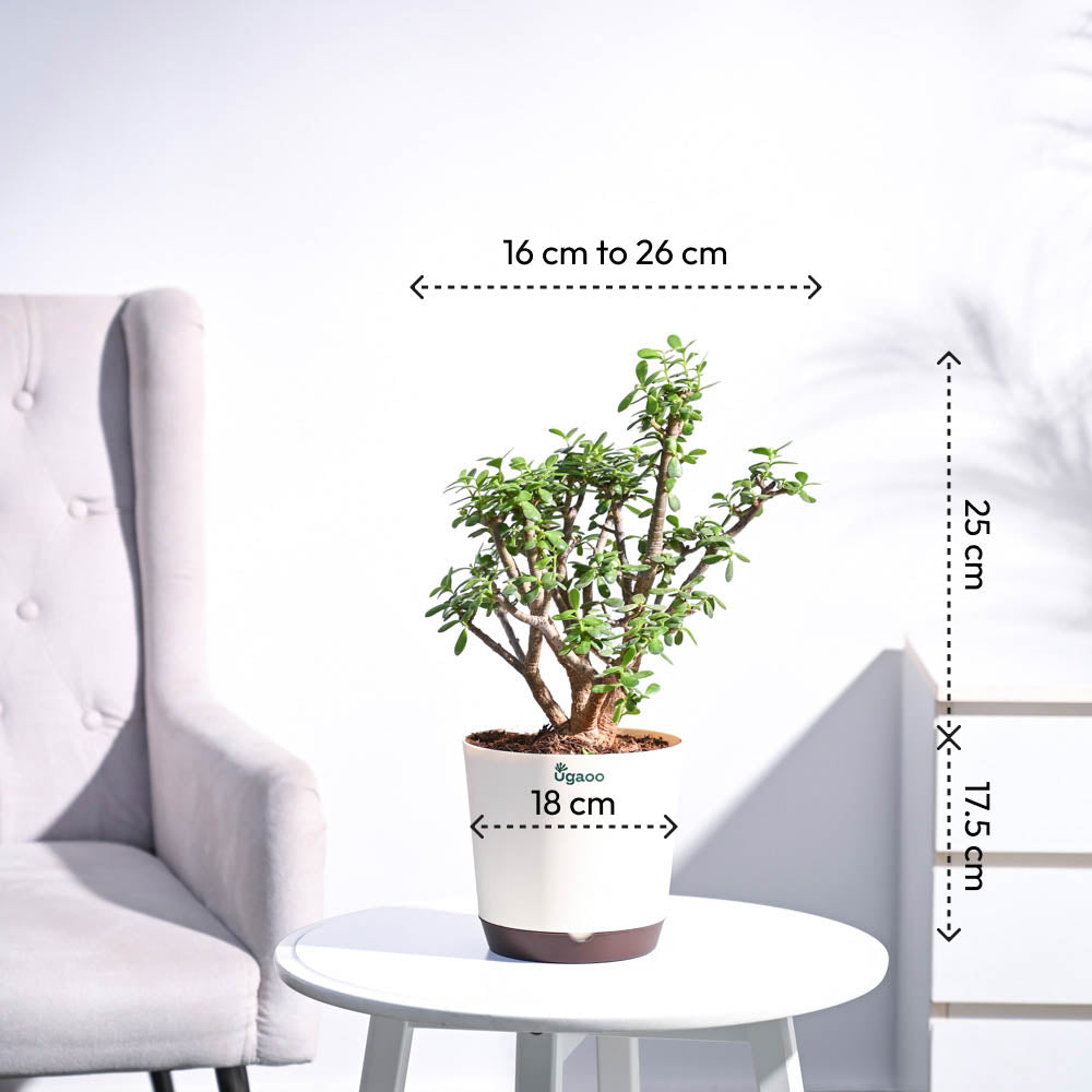 Ugaoo Jade Mini Bonsai - view 3