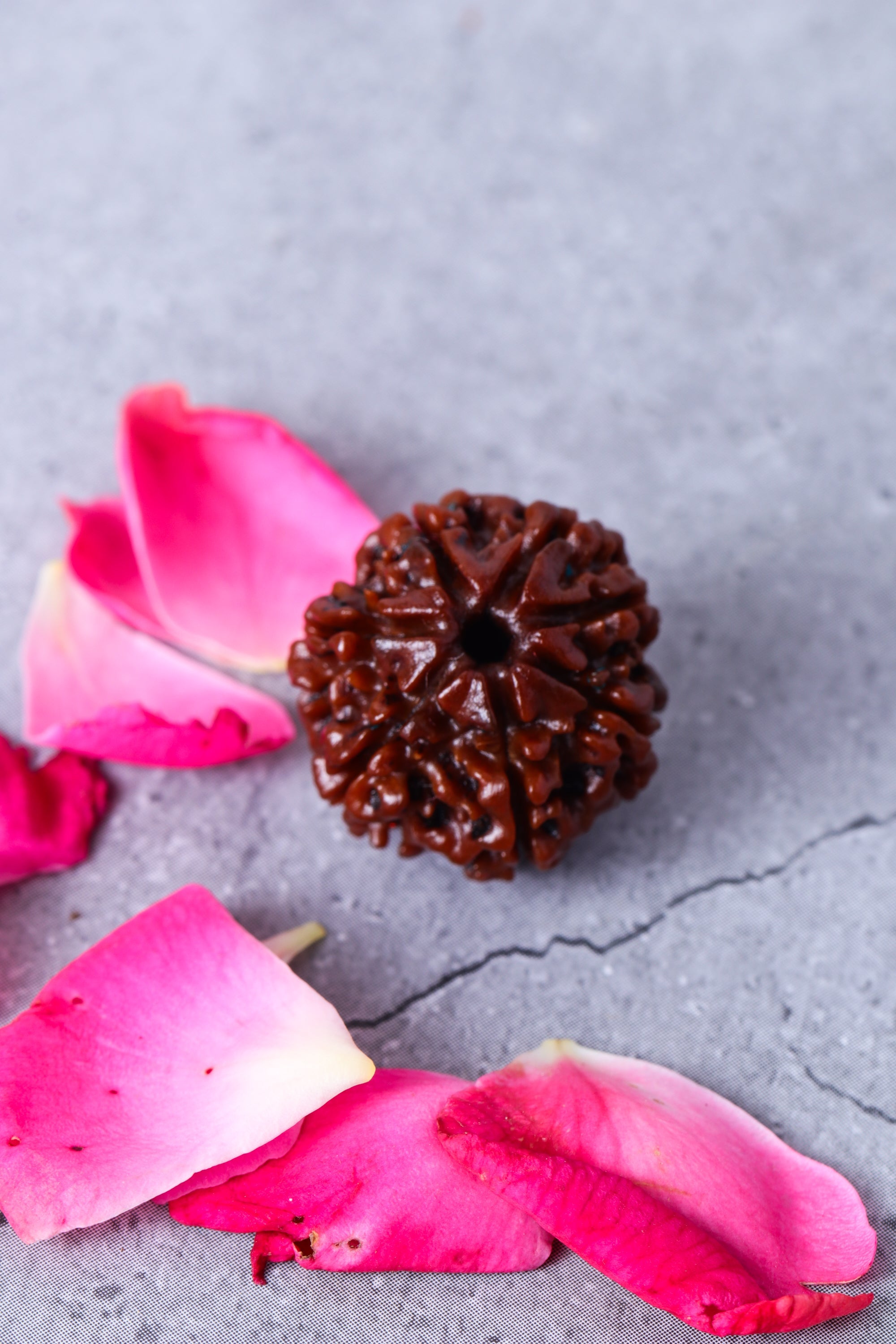 Studio Vaidik 7 mukhi Natural Rudraksha - view 2