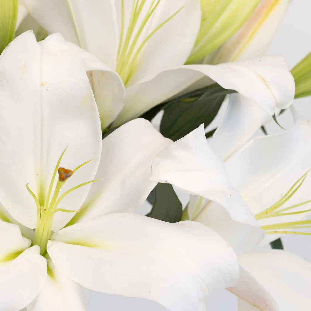 FiftyFlowers White Gandhara Oriental Lily - view 3