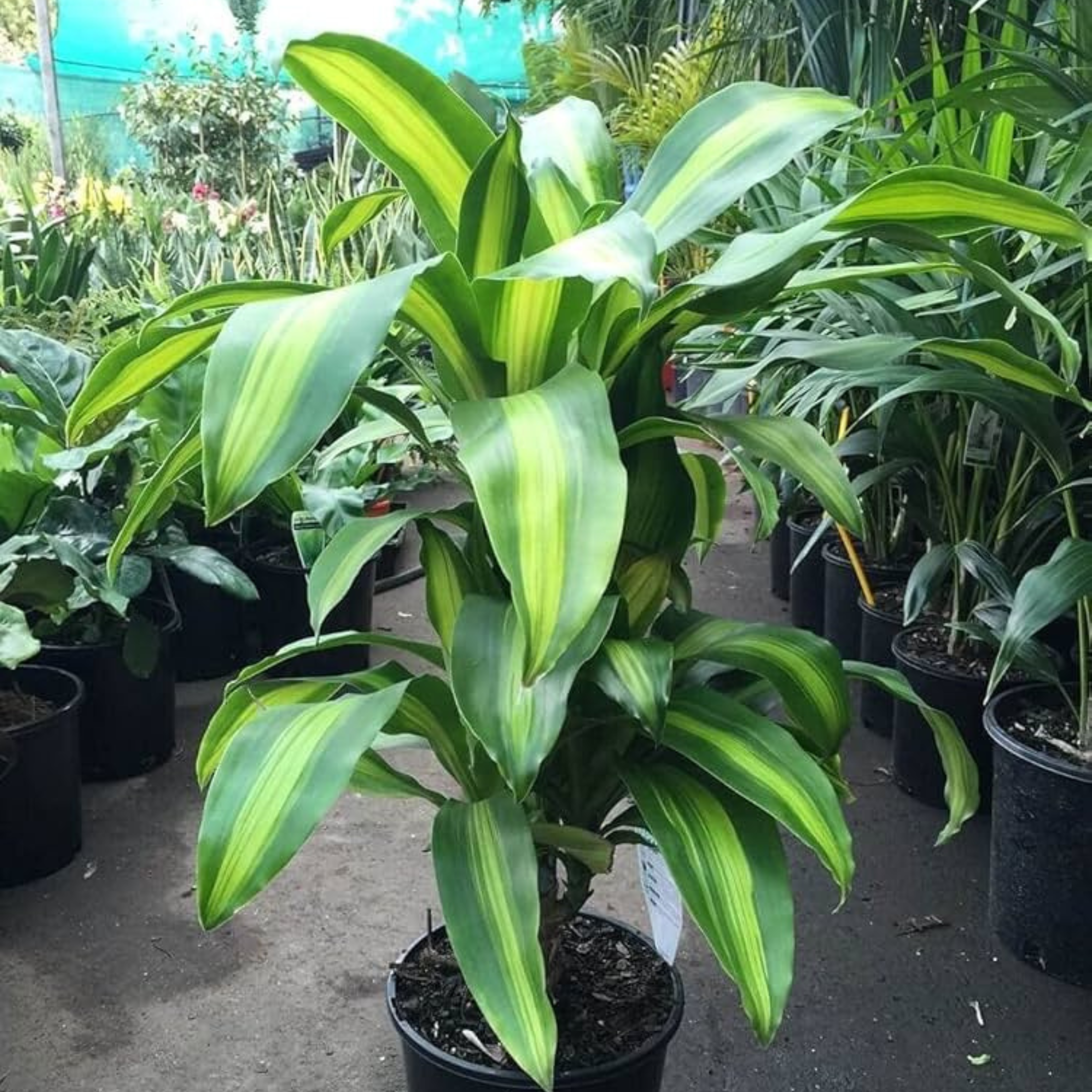 MR Corn Plant (Dracaena fragrans 'Massangeana') Indoor / Outdoor Live Plant