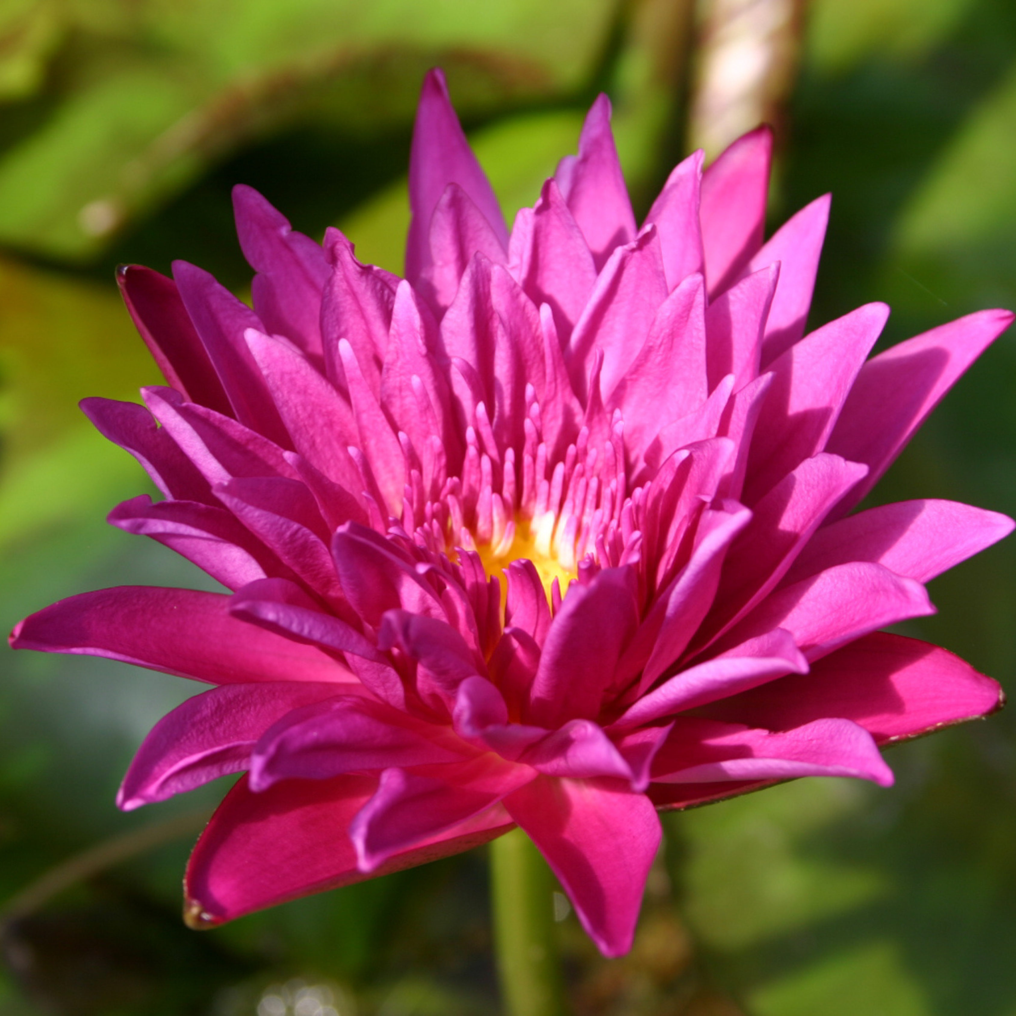 DZ Nymphaea Valentine - view 4