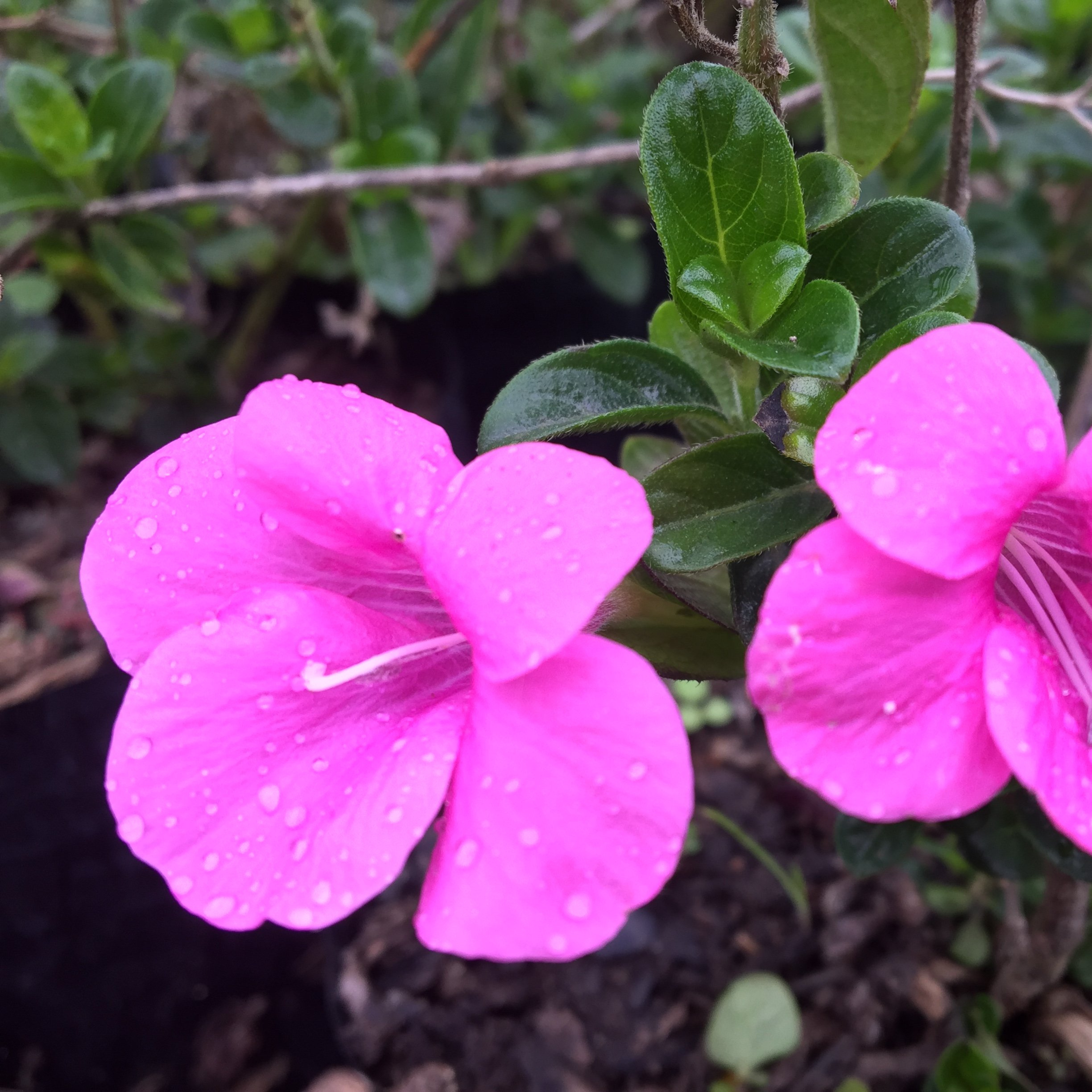 MR December Flower Pink (Barleria cristata) All Time Flowering Live Plant