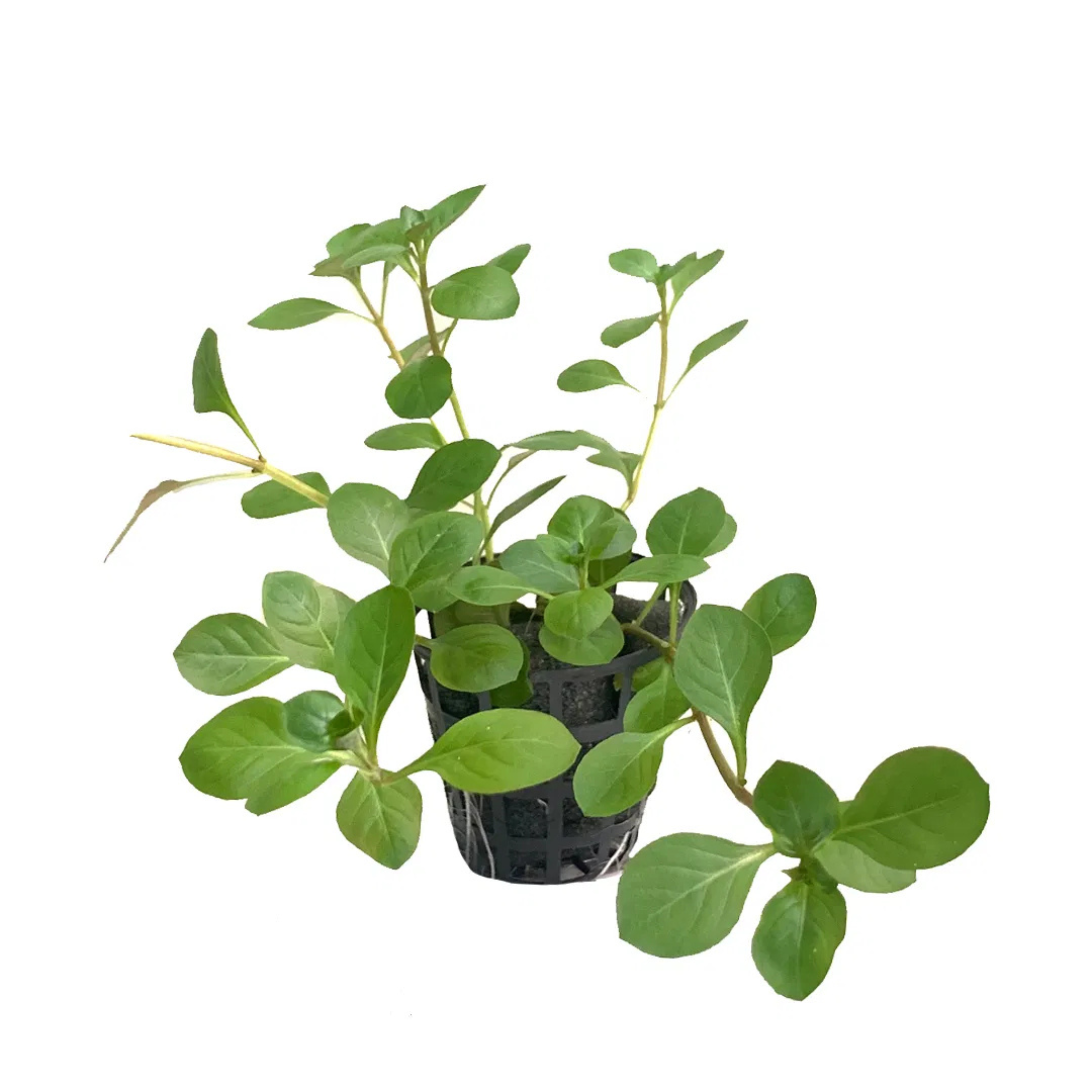MRWP Ludwigia Ovalis Aquarium Live Plant - view 2