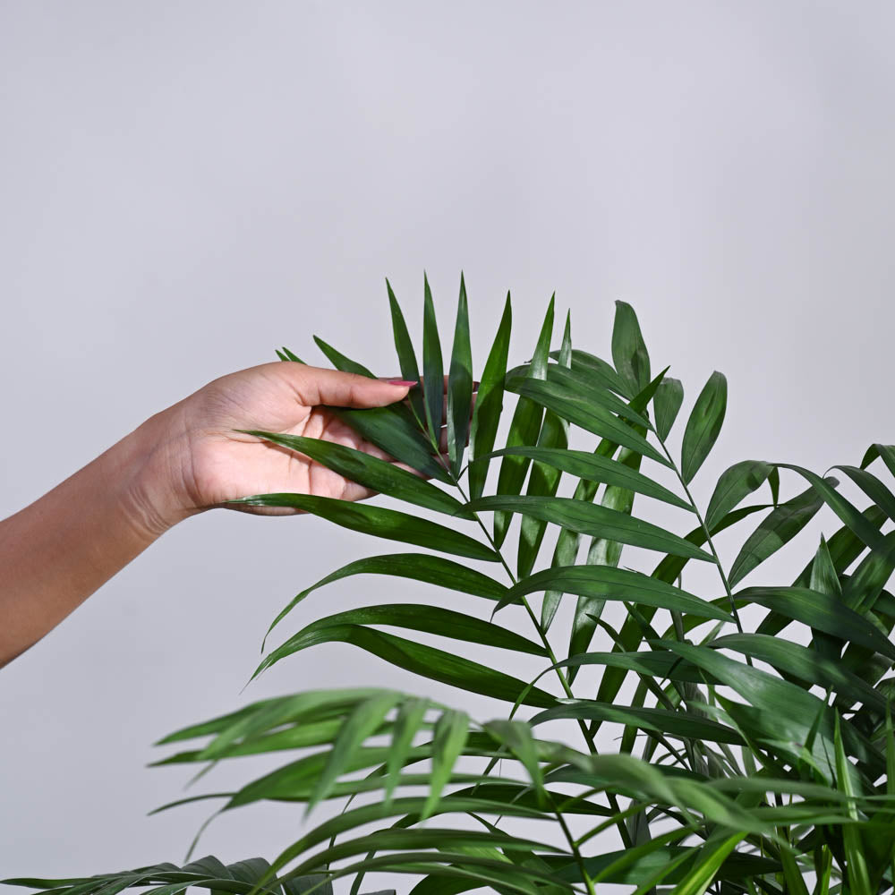 Ugaoo Bamboo Palm XL - view 4