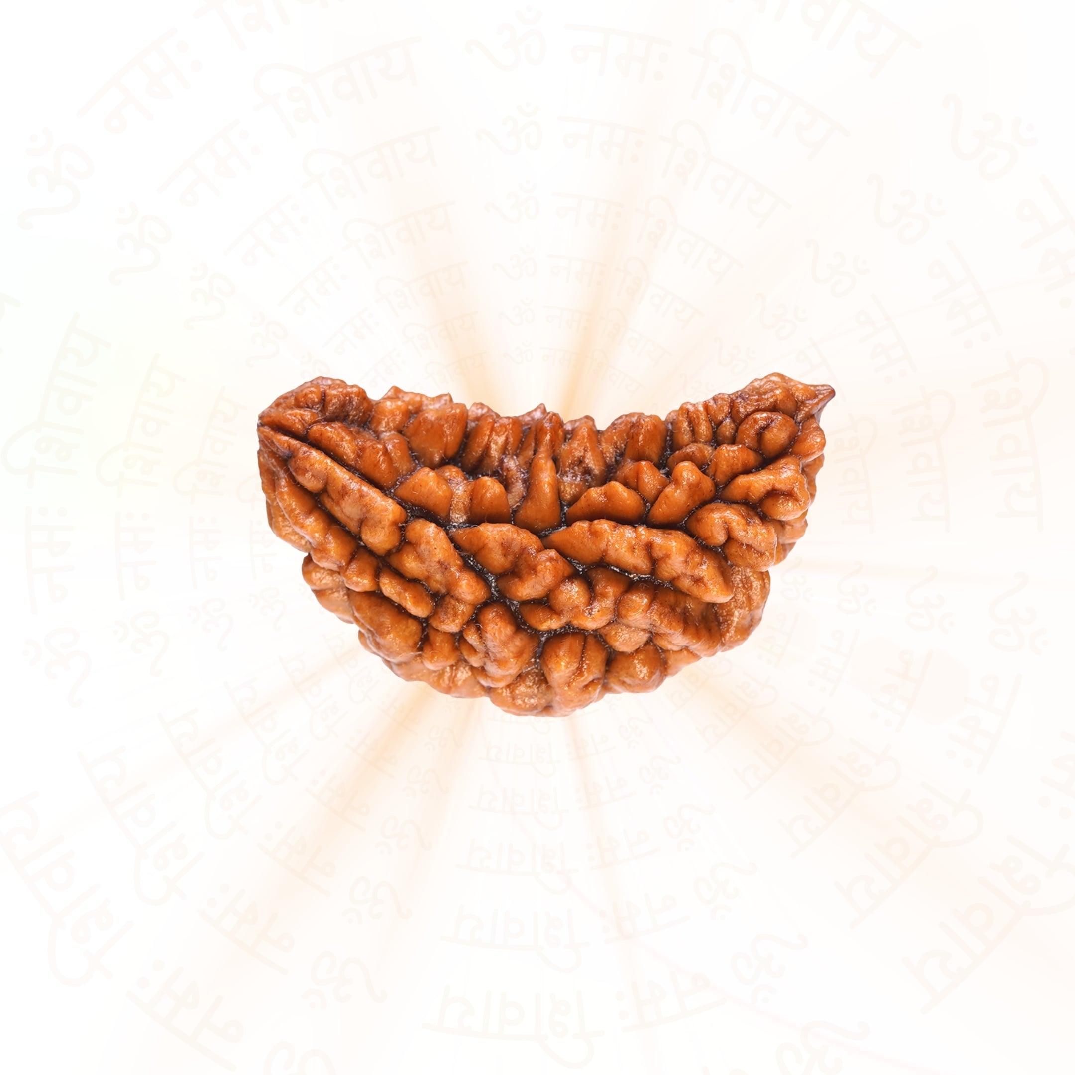Prinjal Jewellers Premium 1 Mukhi Rudraksha