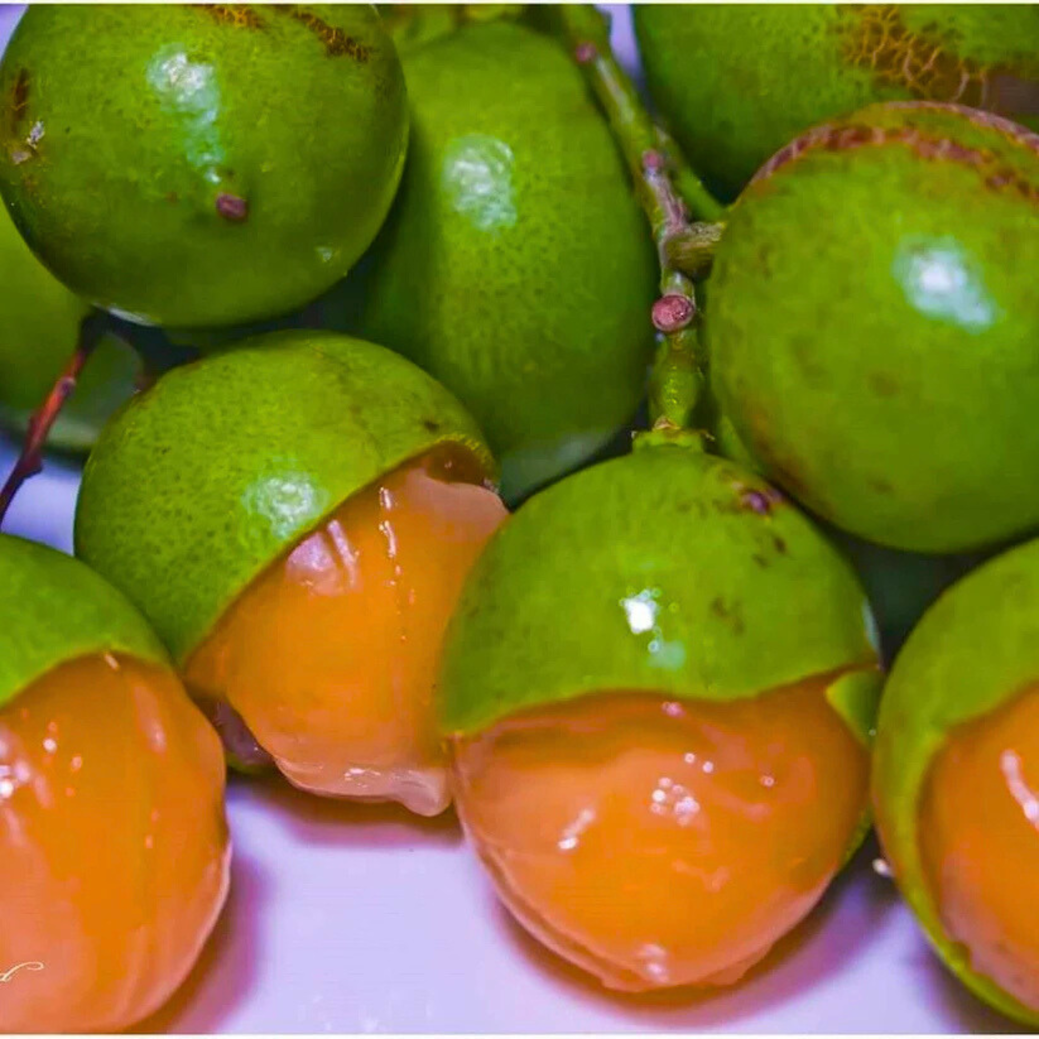 VL Guayas (Talisia Oliviformis) Fruit Live Plant - view 3