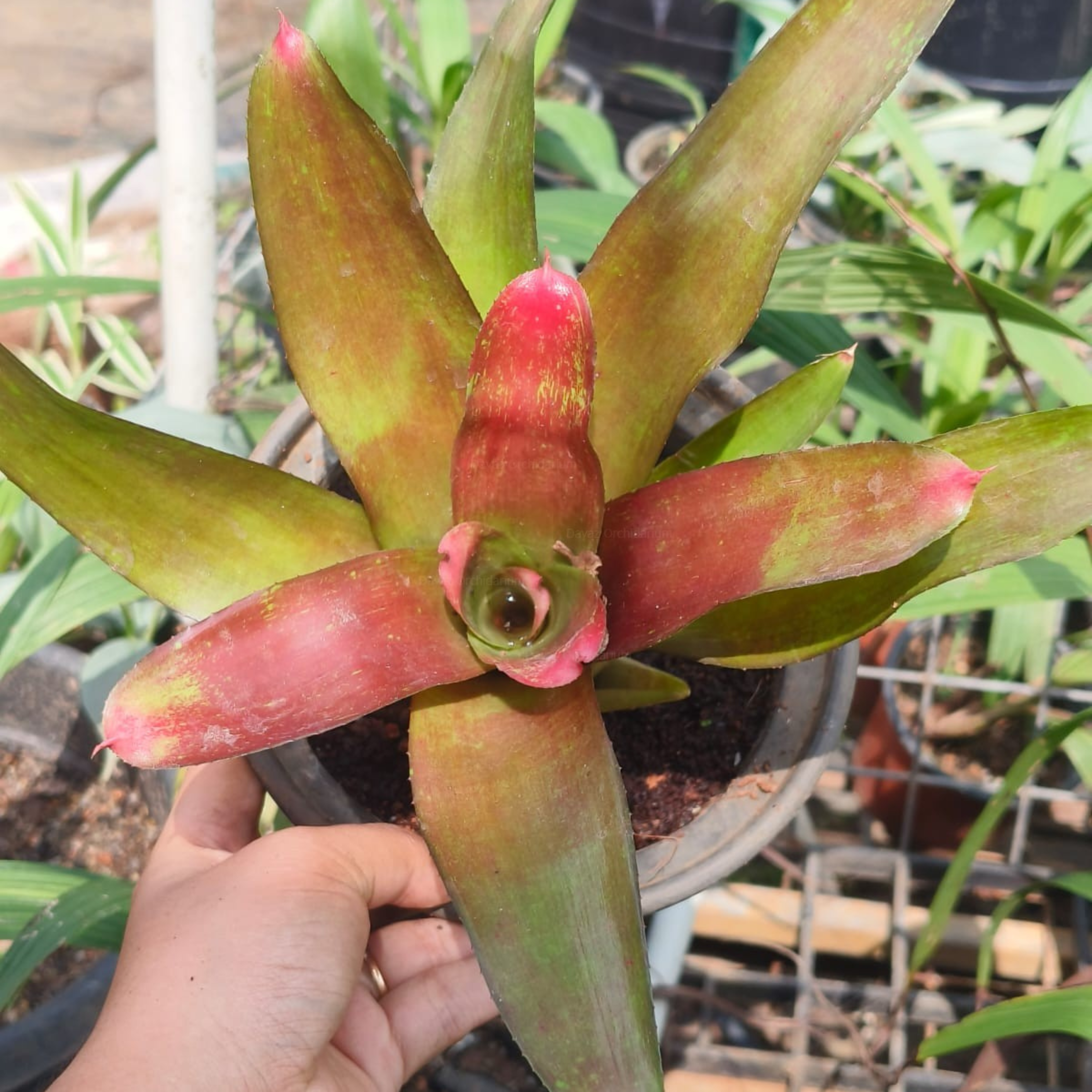 DZ Bromeliad Neoregelia Magali Indoor/Outdoor Live Plant - view 5