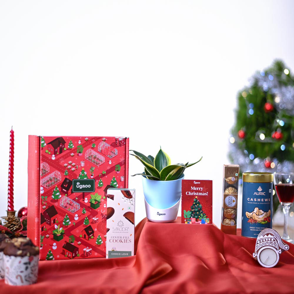 Ugaoo Snake Plant Christmas Gift Hamper