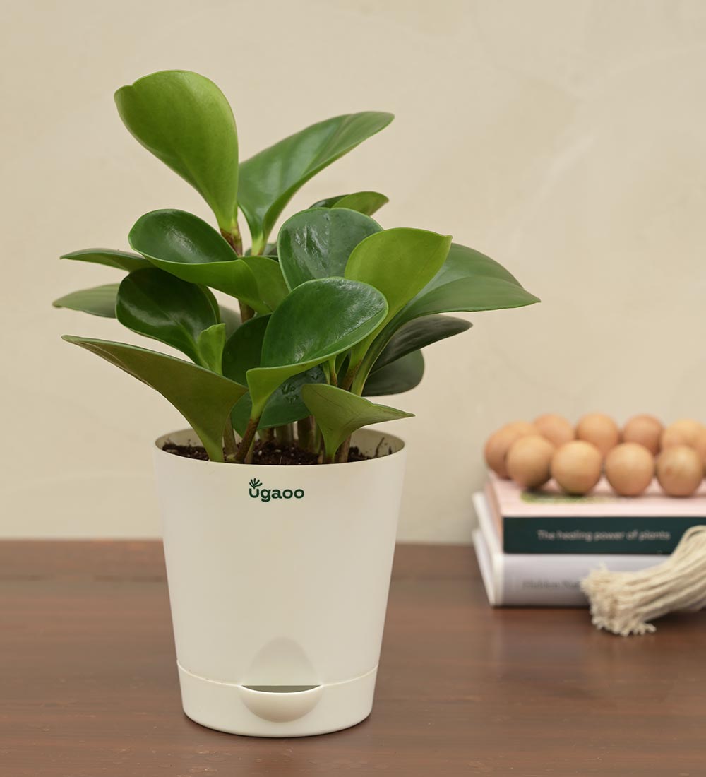 Ugaoo Peperomia Green Plant For Environment Day Gifting - view 3