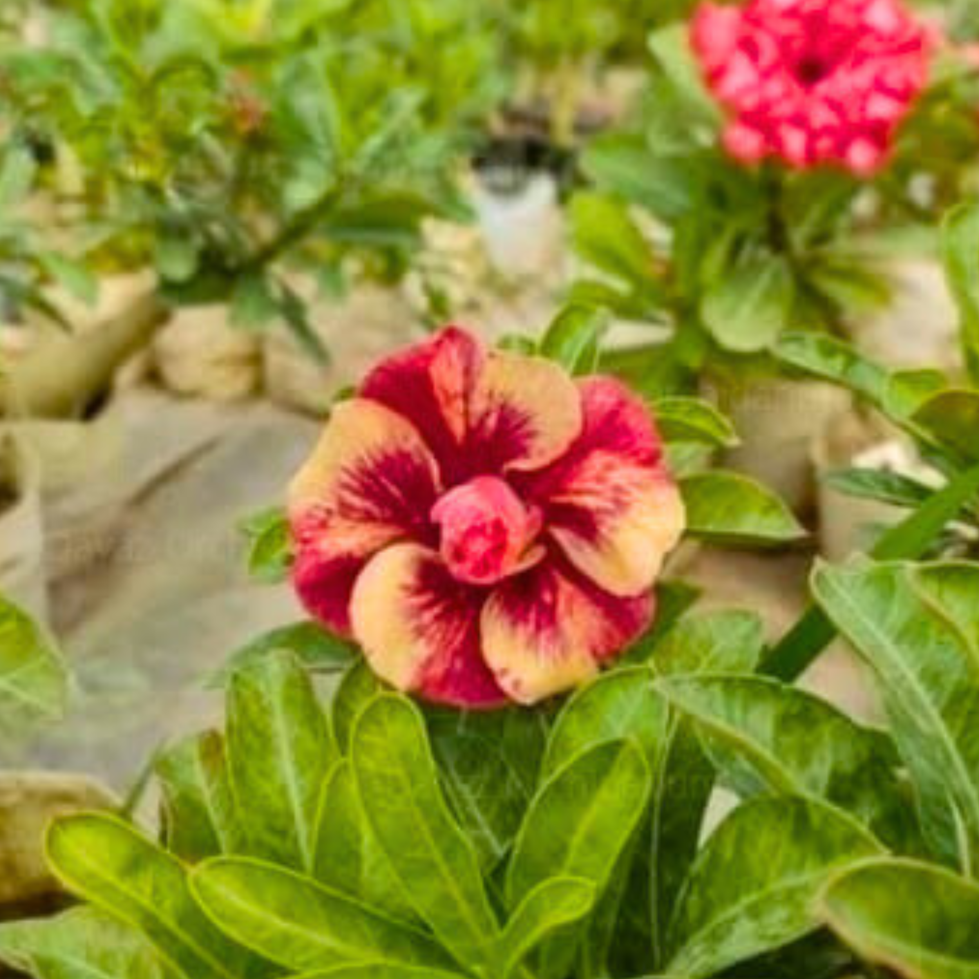 DZ Adenium Rosy Tiger Flowering Live Plant