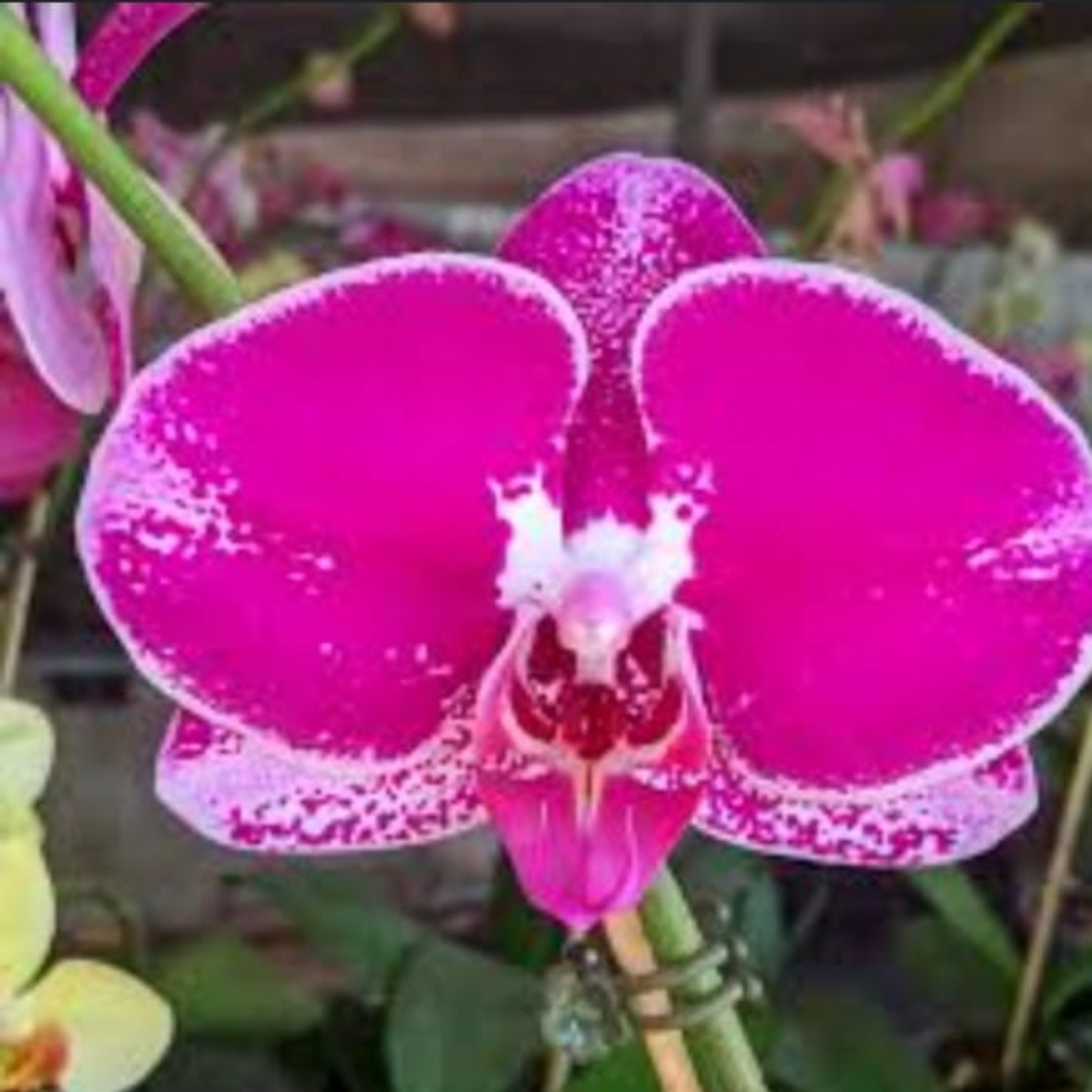 DZ Phalaenopsis KV829 - Blooming Size - view 2