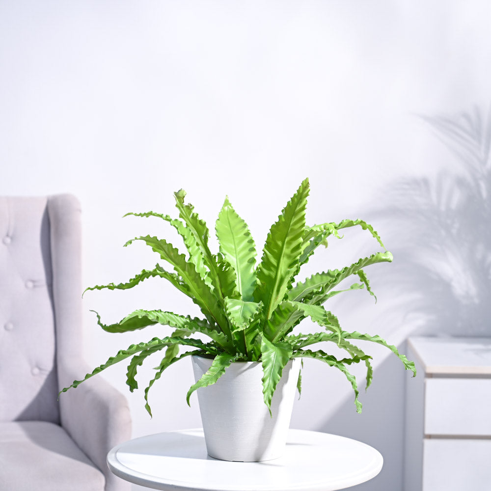 Ugaoo Osaka Bird Nest Fern - view 60