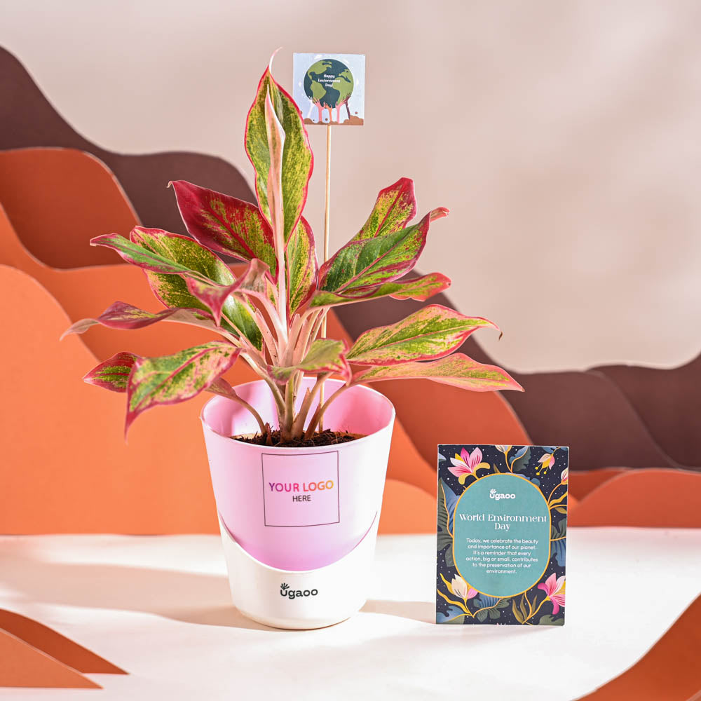 Ugaoo Aglaonema Red Plant For Environment Day Gifting - view 25