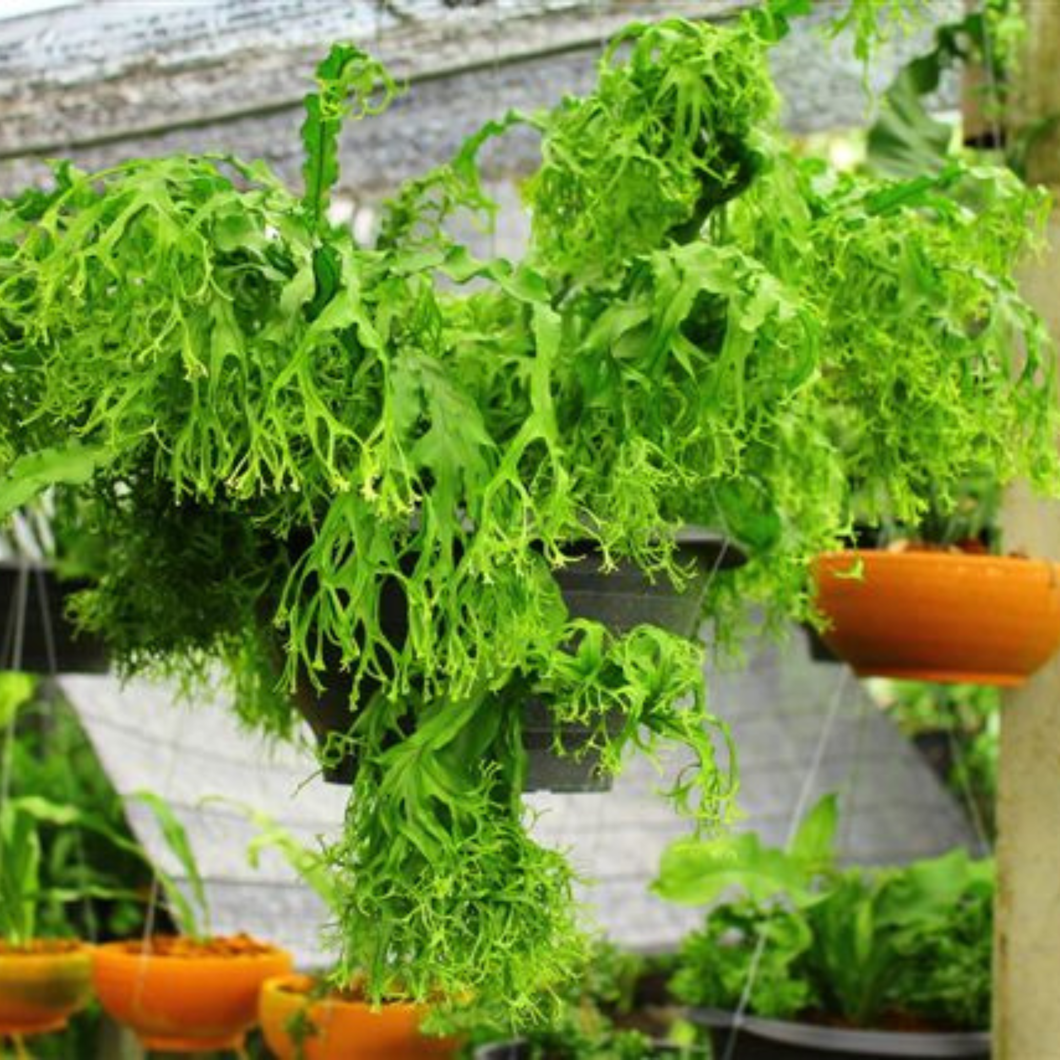 DZ Dragon Whisker Crested (Microsorum punctatum) Rare Indoor / Outdoor Live Plant