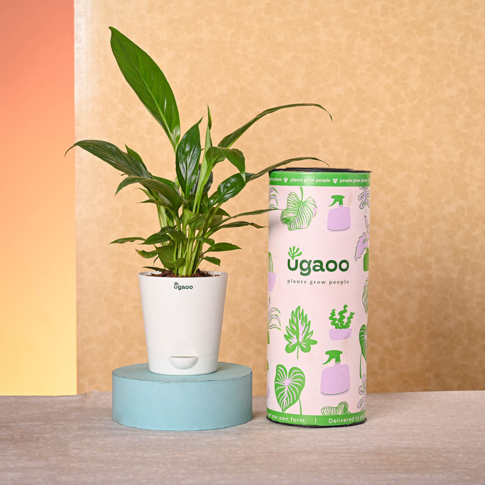 Ugaoo Navratri Celebration Plant Bundle - view 7