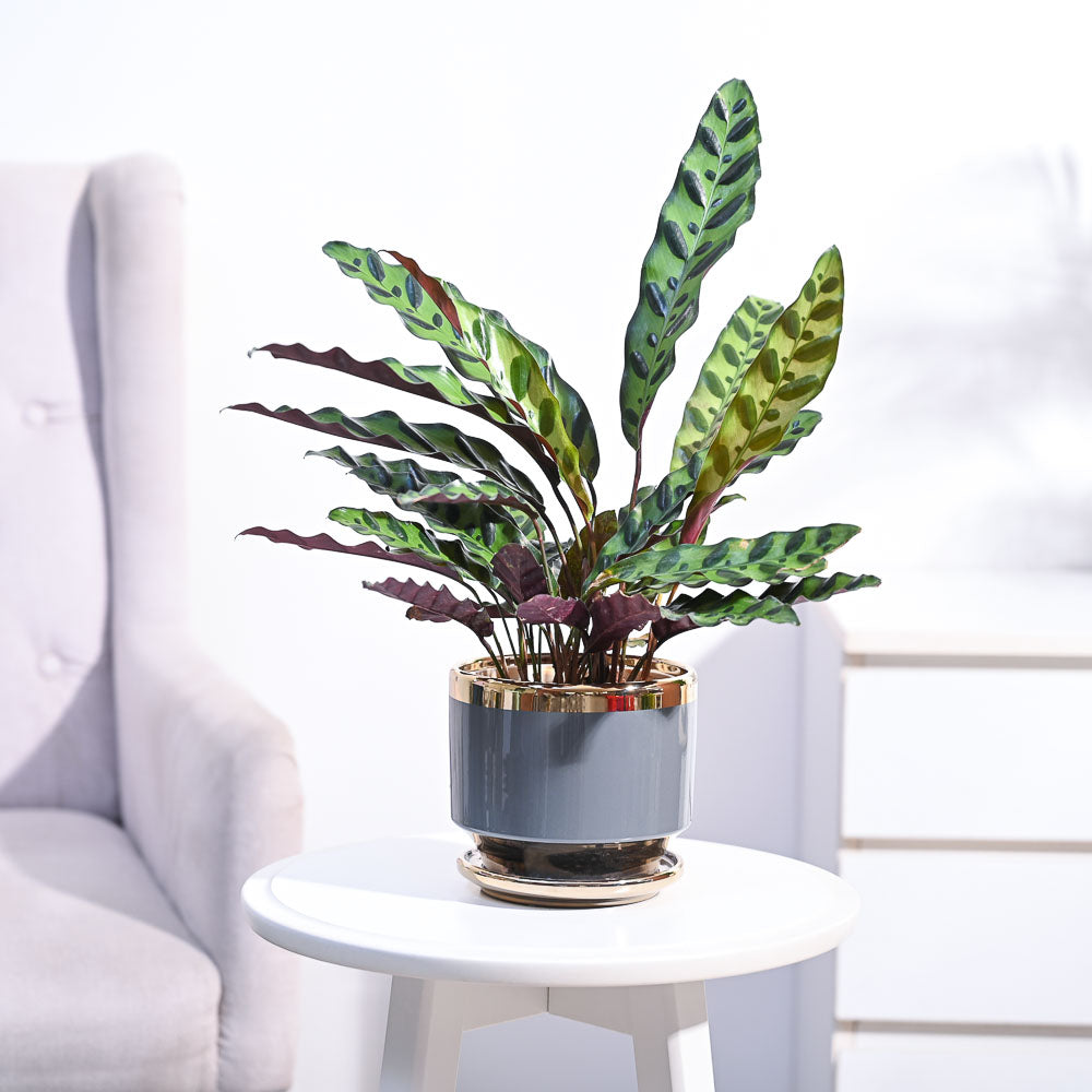 Ugaoo Calathea Rattlesnake Plant - view 61