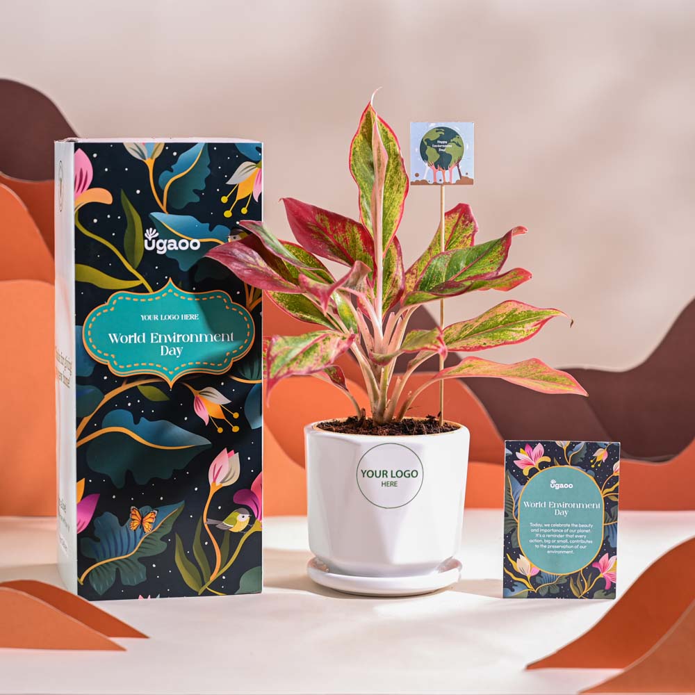 Ugaoo Aglaonema Red Plant For Environment Day Gifting - view 49