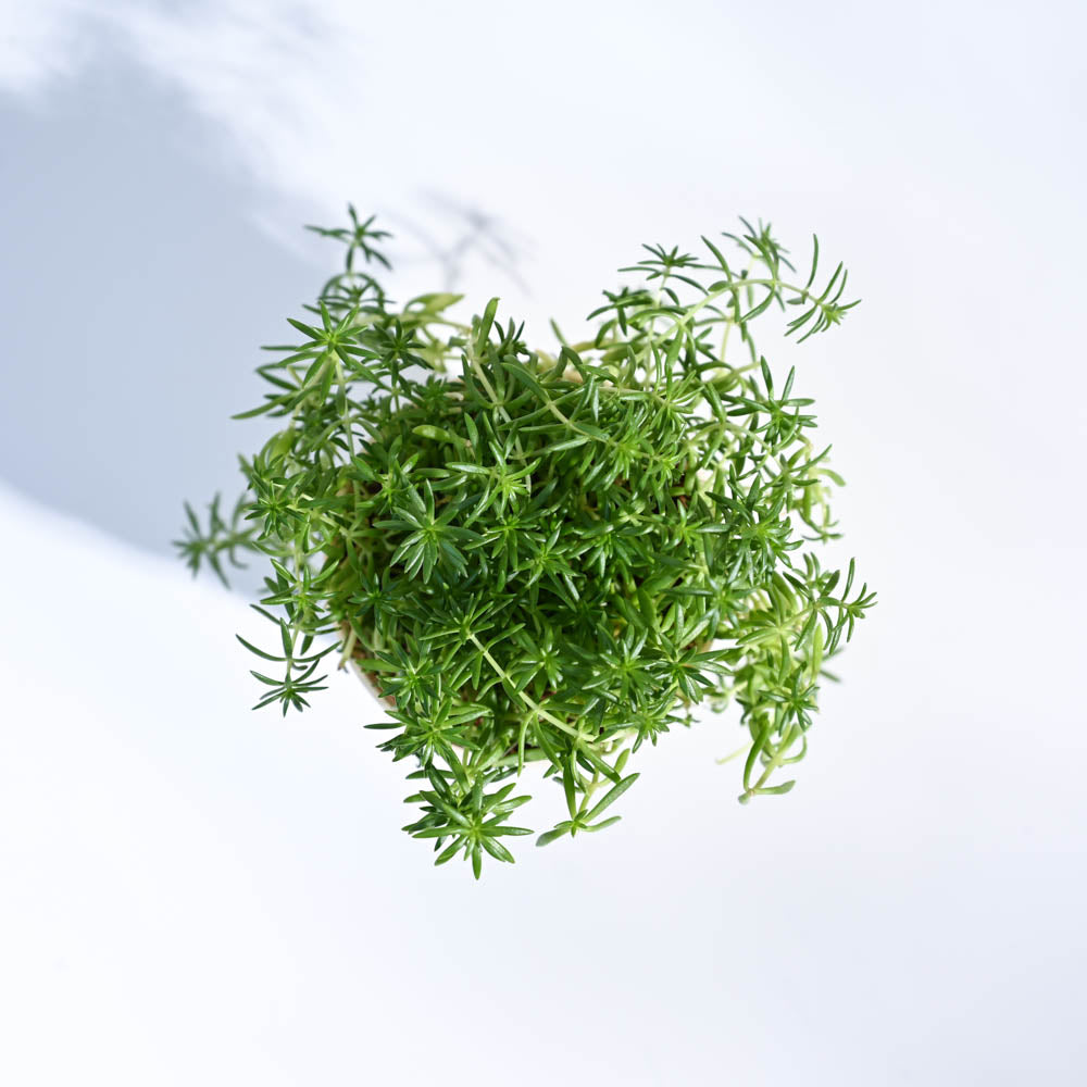 Ugaoo Golden Sedum Plant For Environment Day Gifting - view 7