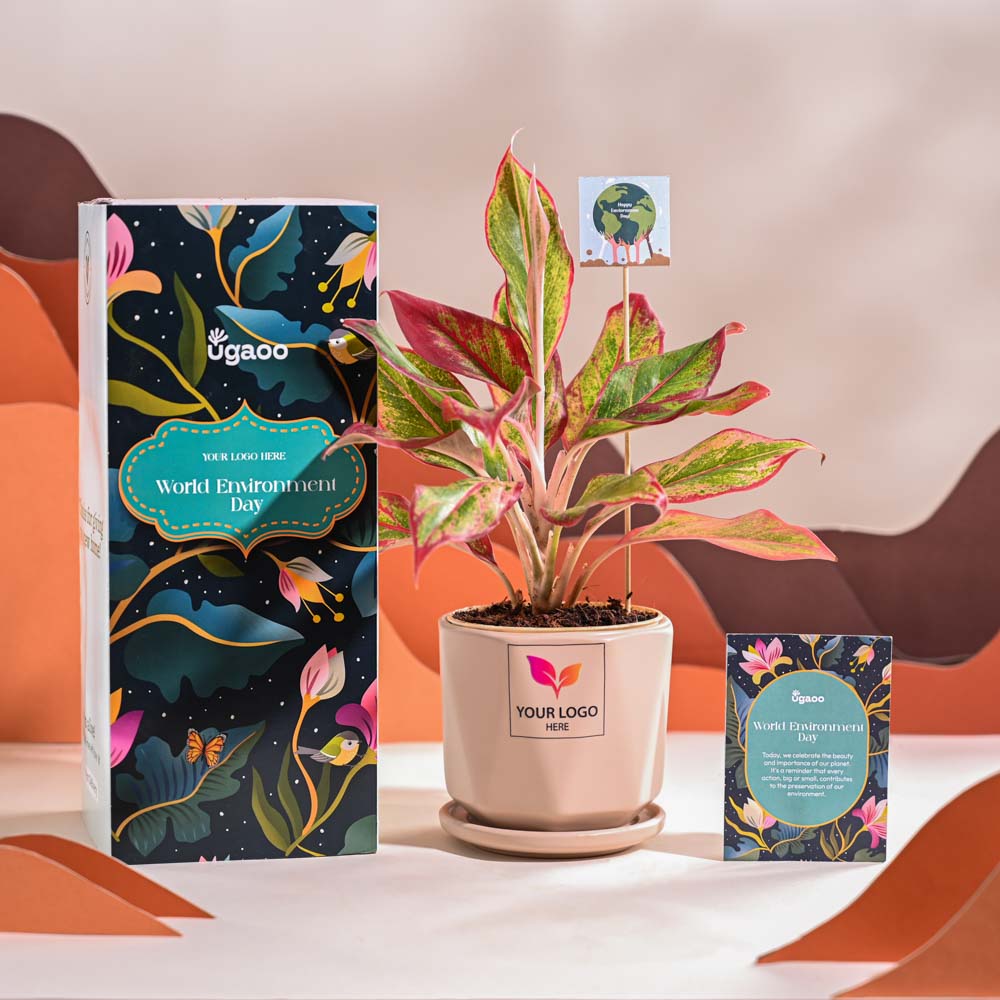Ugaoo Aglaonema Red Plant For Environment Day Gifting - view 55