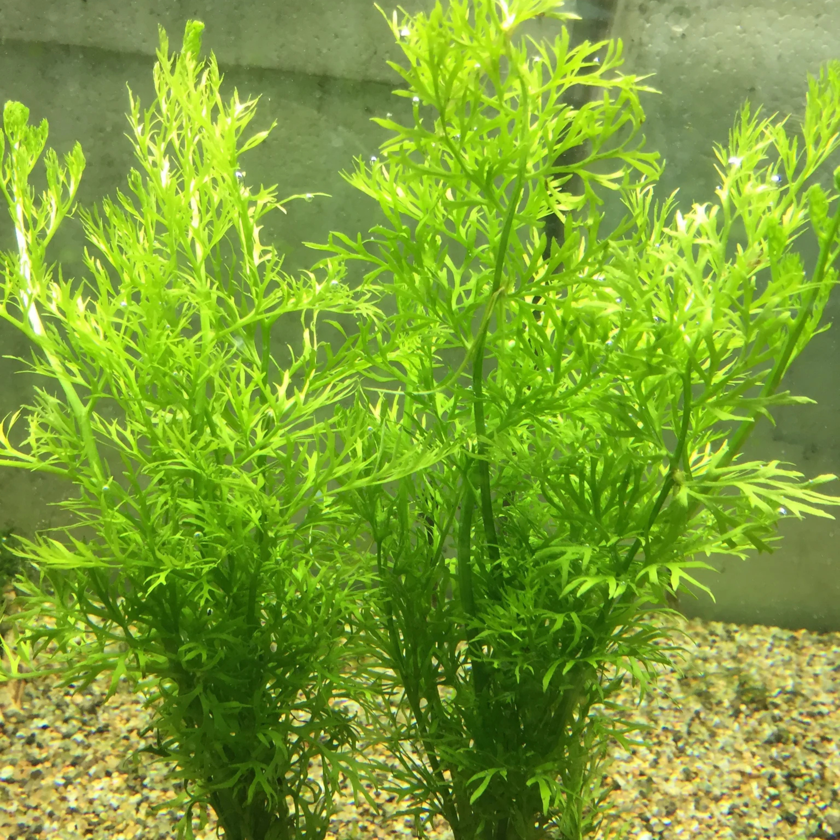 MRWP Oak Fern (Ceratopteris Sp. China) Aquarium Live Plant - view 2