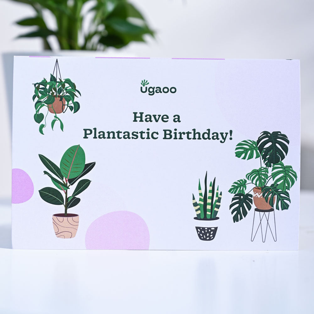 Ugaoo Peace Lily Birthday Gift Hamper - view 4
