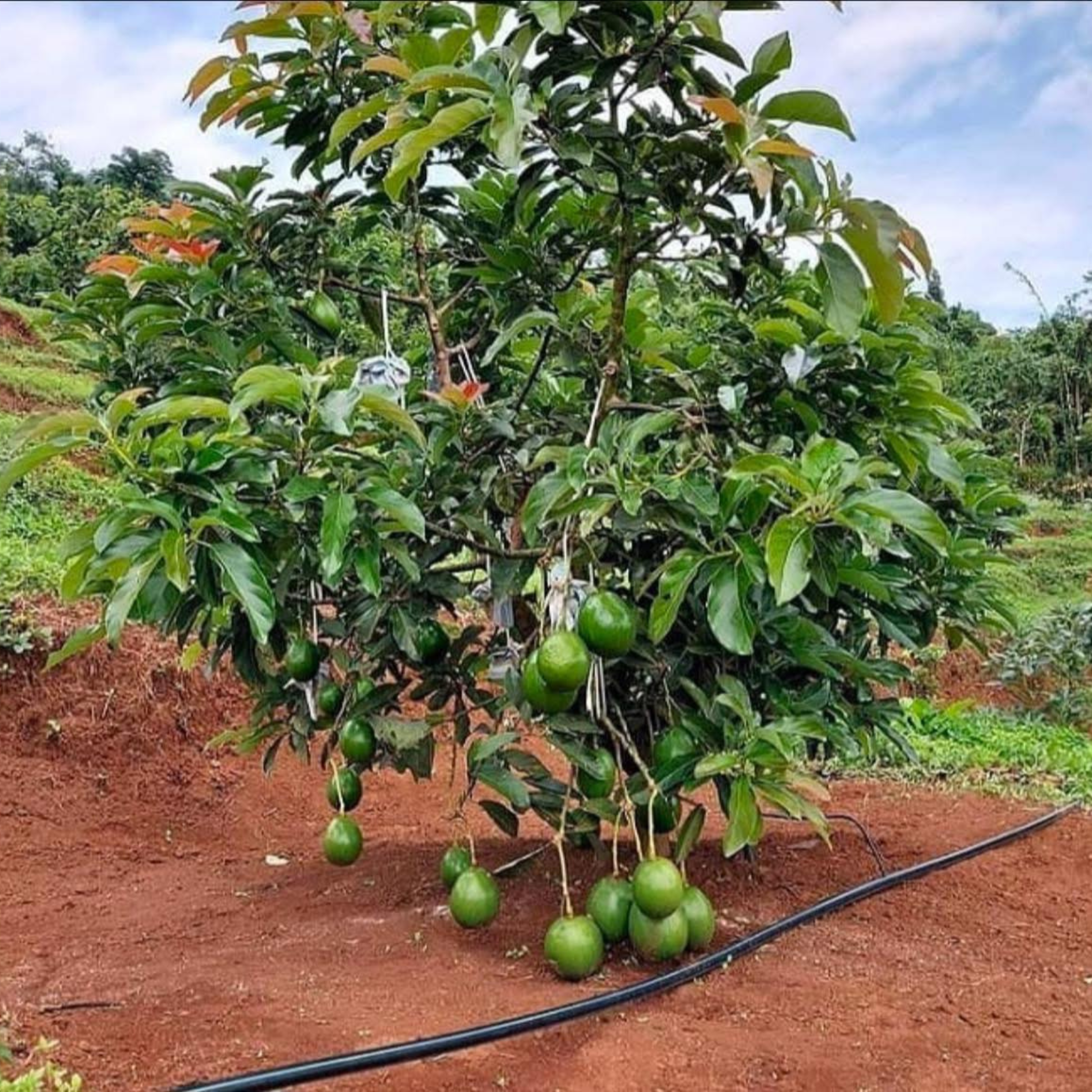 VL Kendil Avocado (Persea americana) Grafted Live Plant