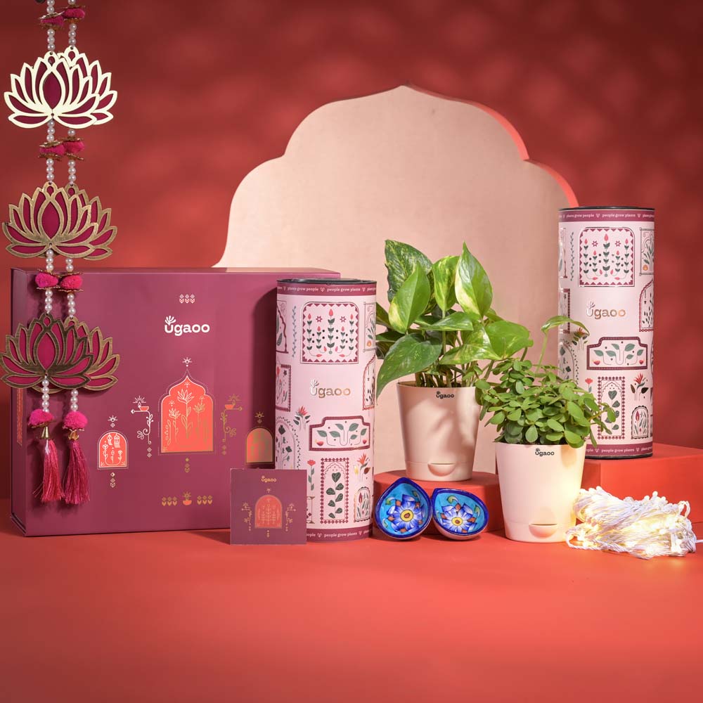 Ugaoo Success & Wealth Diwali Gift Hamper