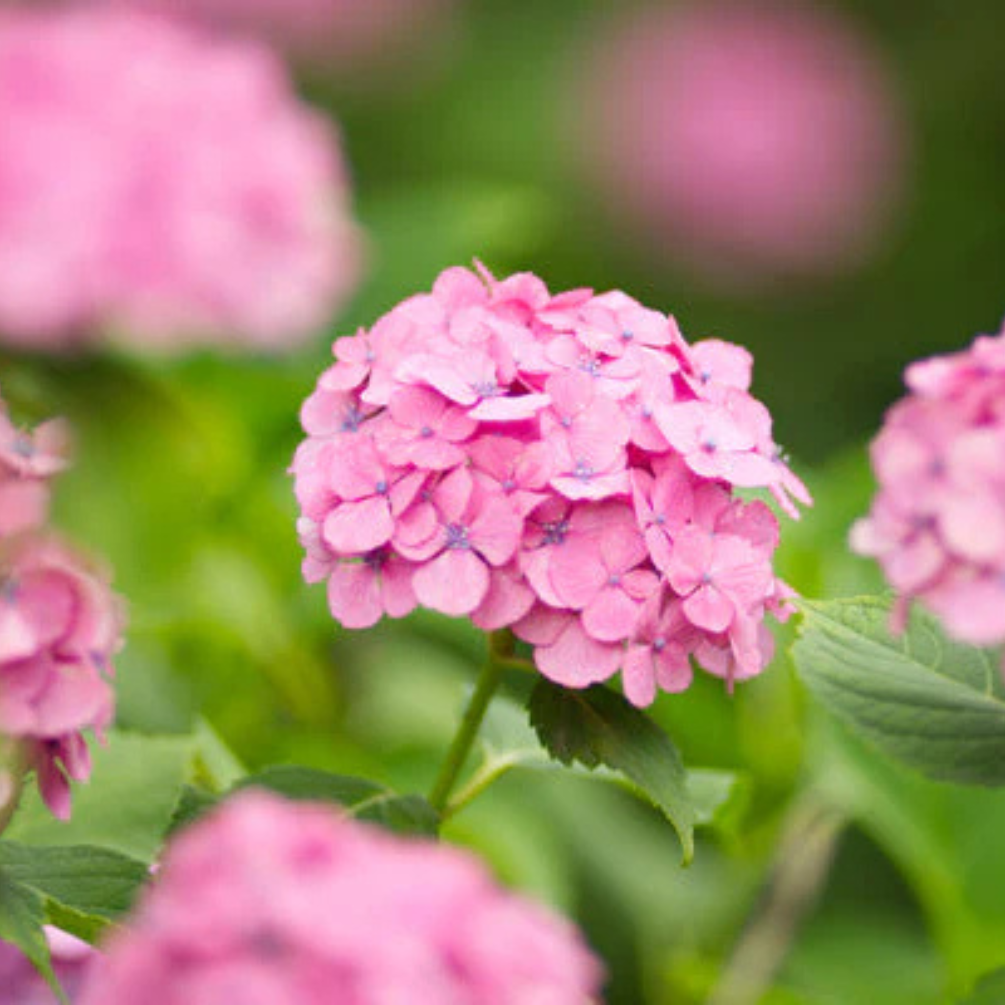 MR Hydrangea Pink (Hydrangea macrophylla) Flowering Live Plant