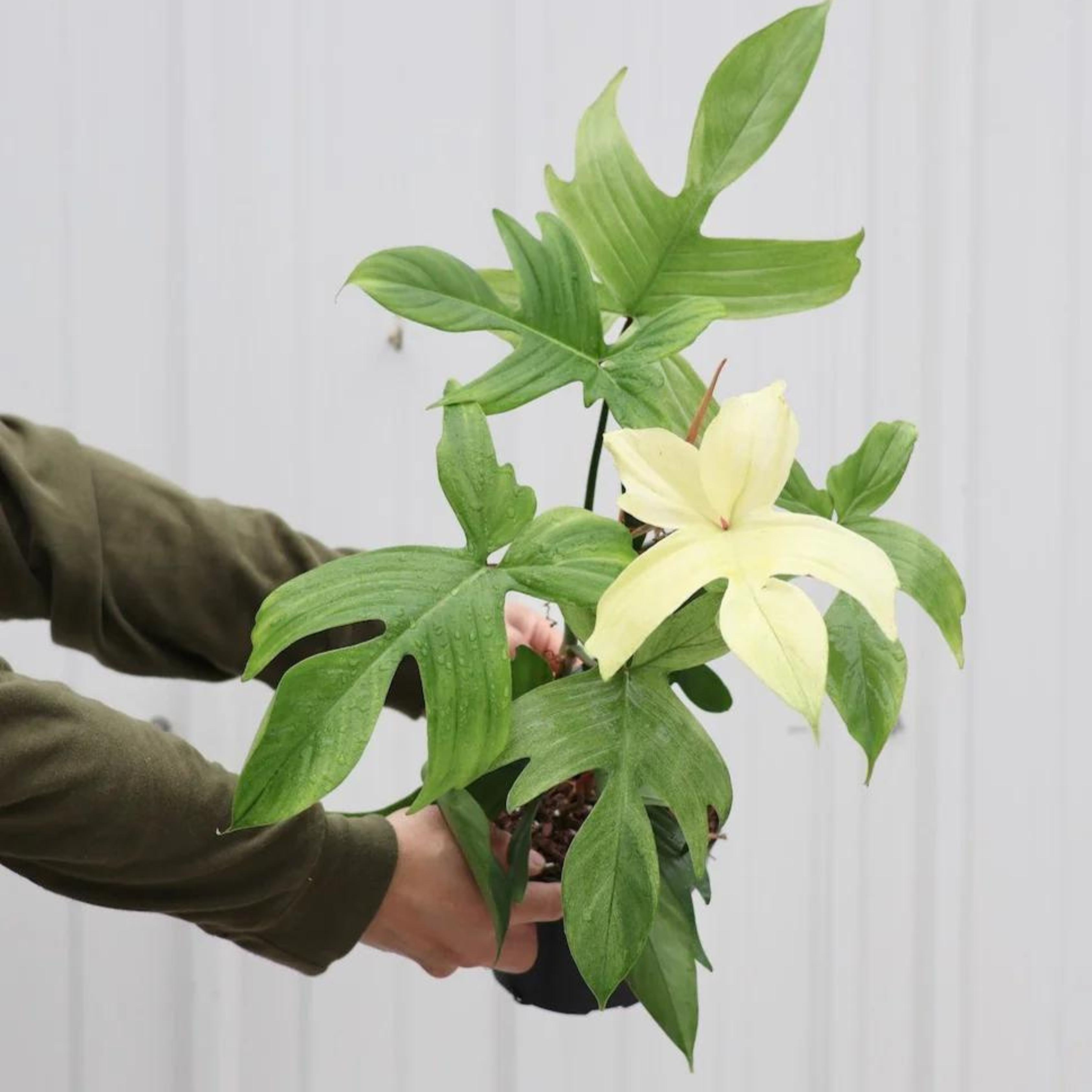 DZ Philodendron Florida Ghost Indoor/Outdoor Live Plant