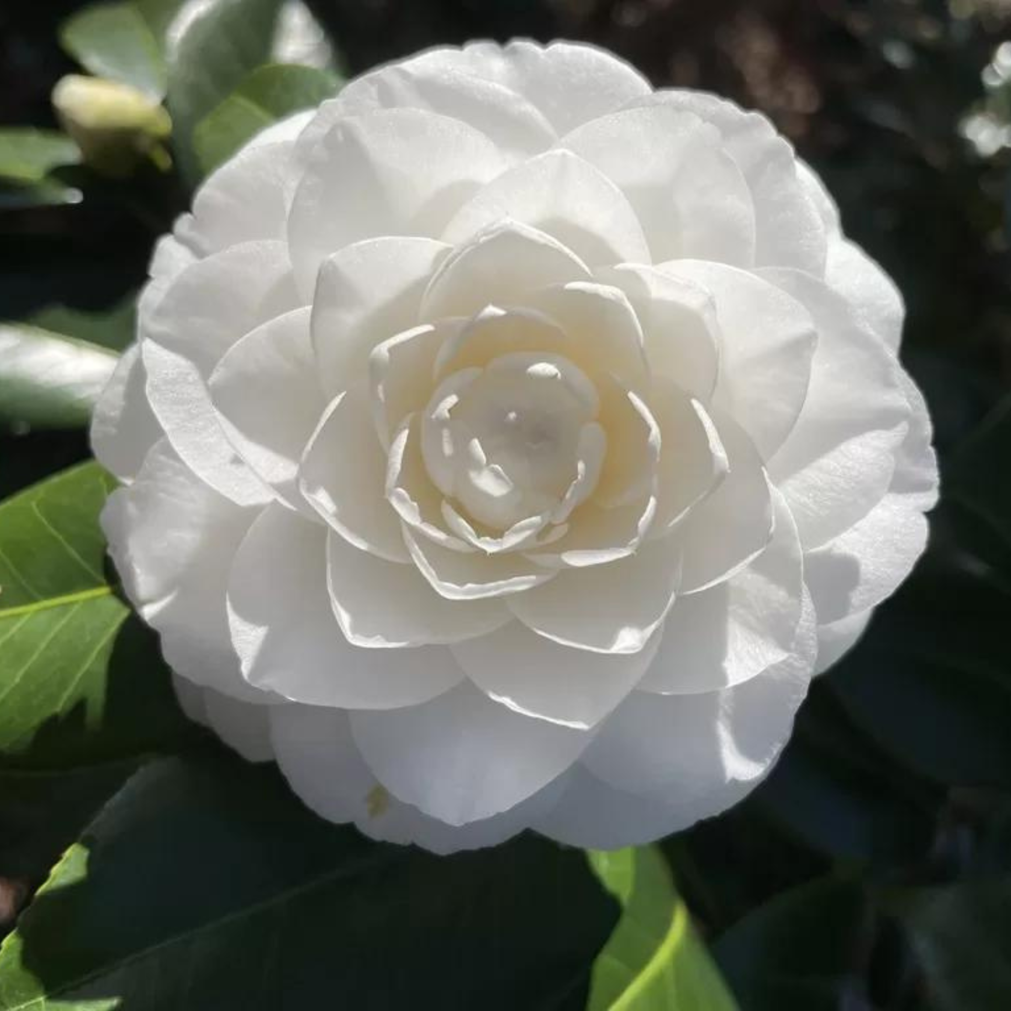 MR Camellia White (Tree Rose) Rare All Time Flowering Live Plant