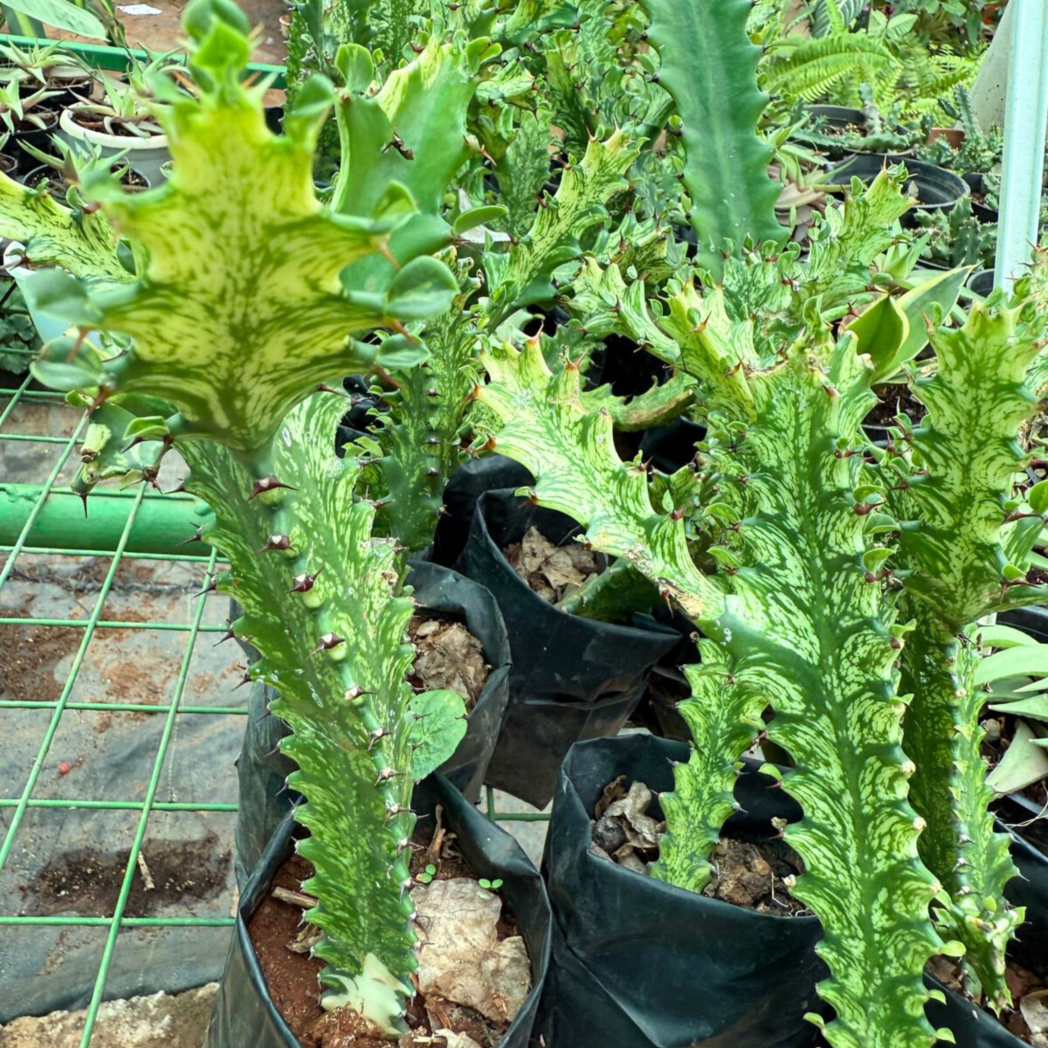 MR Euphorbia Lactea Variegated Cactus Live Plant