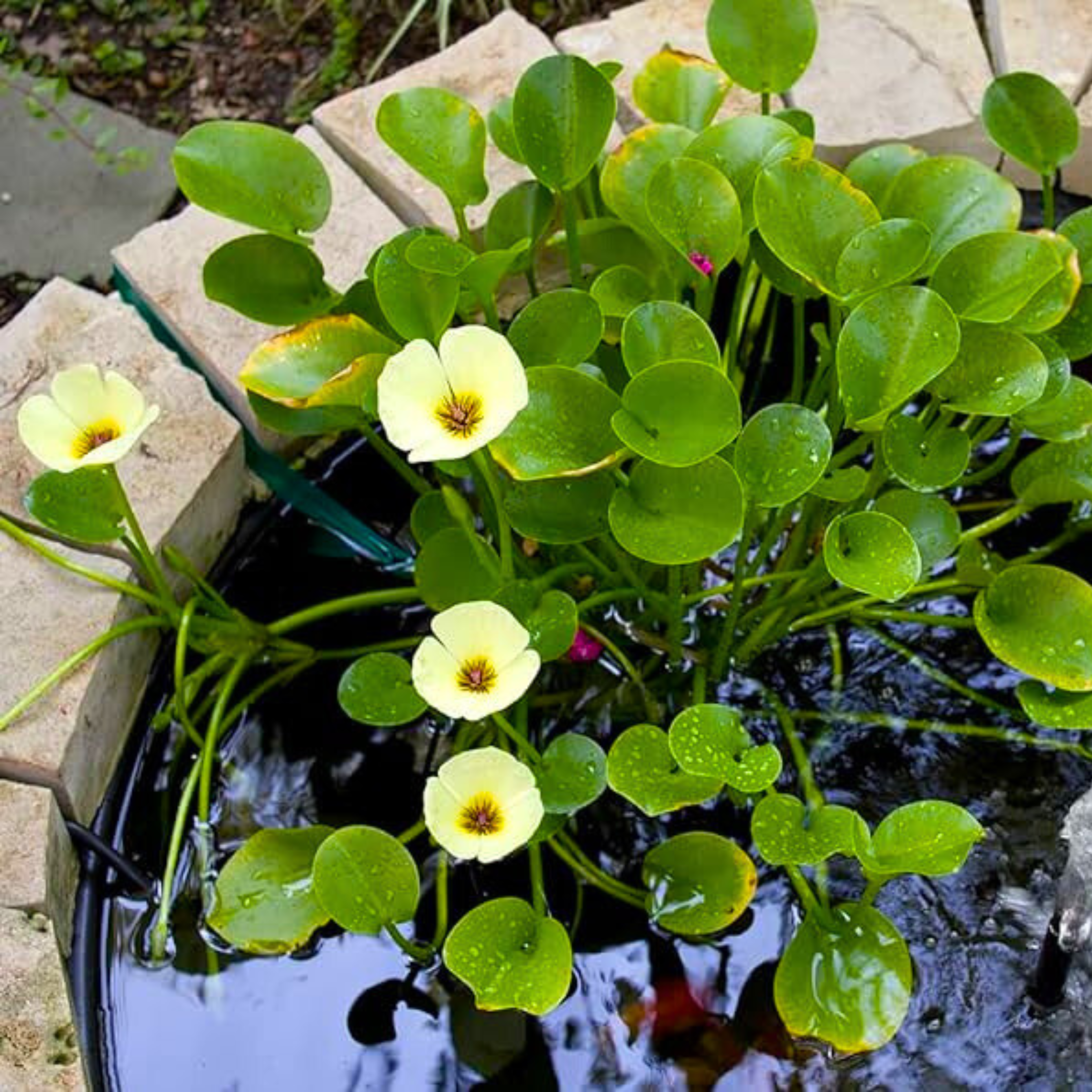 DZ Water Poppy (Hydrocleys Nymphoides) Live Plant - view 2