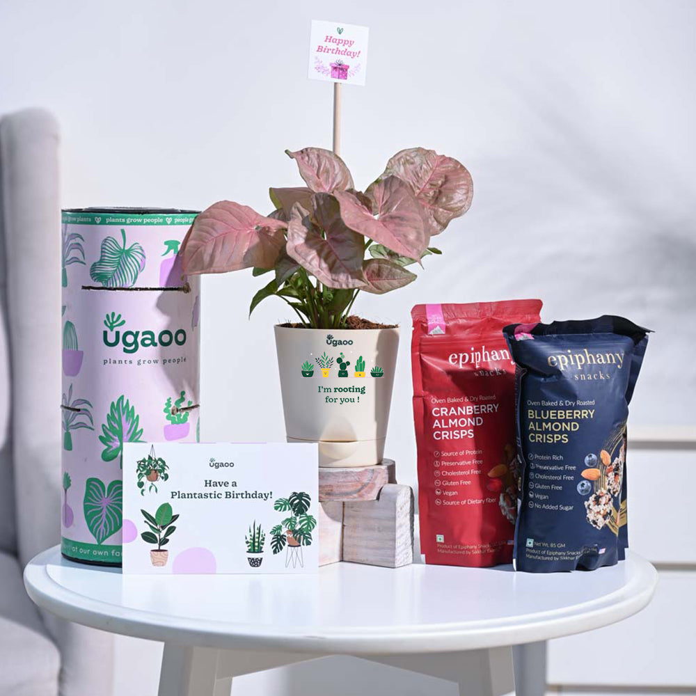 Ugaoo Syngonium Pink Birthday Gift Hamper