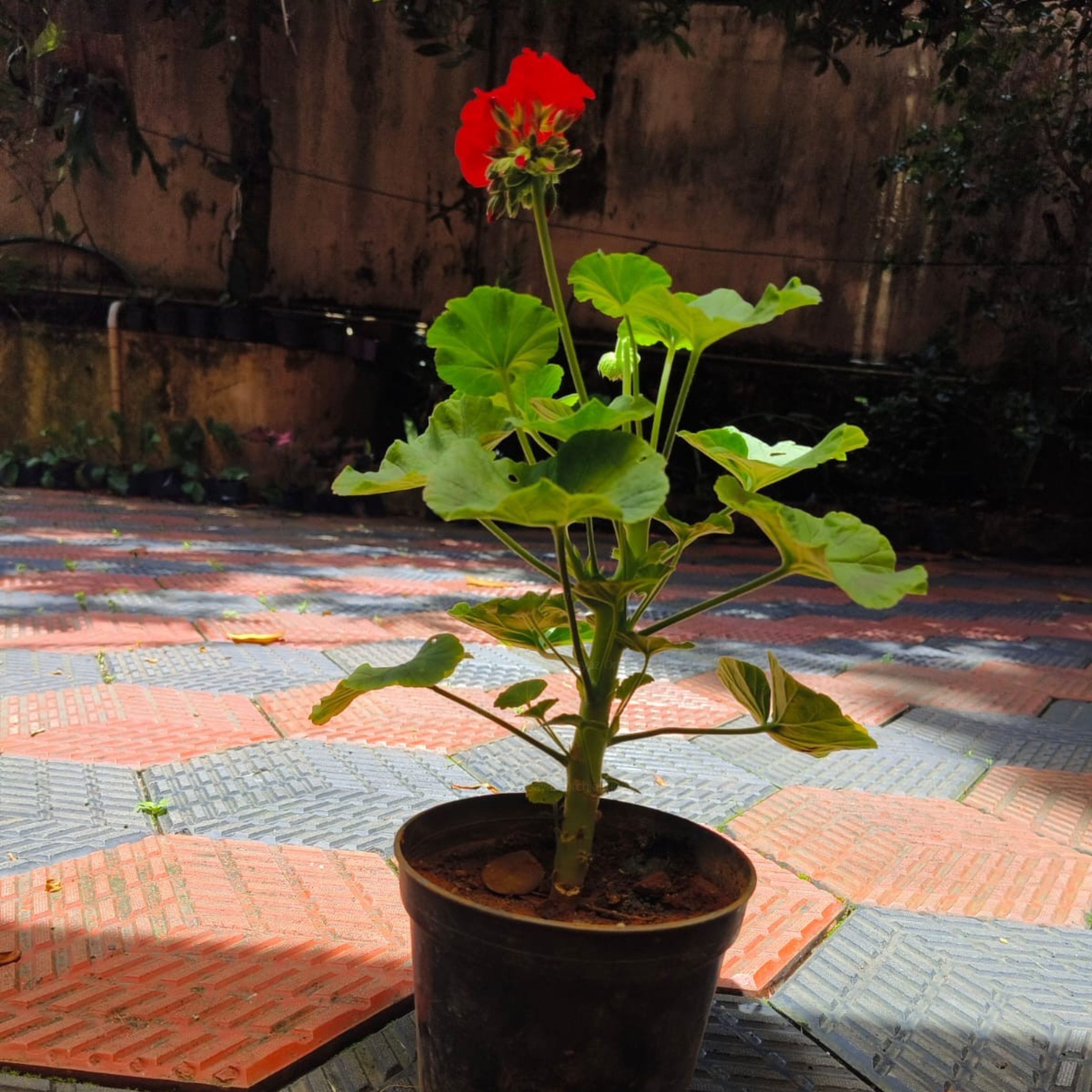 DZ Geranium Ivy Red Creeper/Climber Flowering Live Plant - view 2